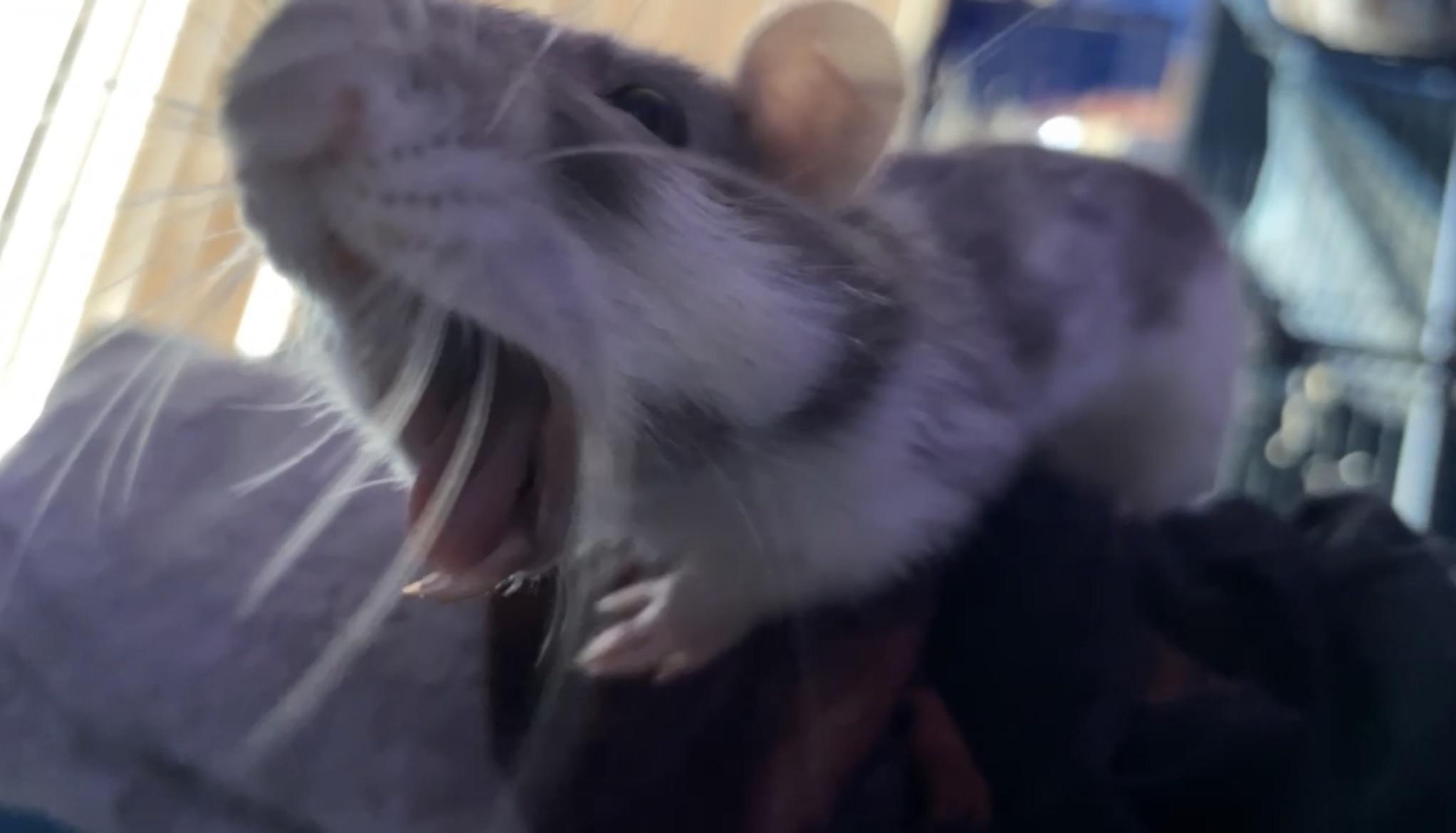 Clients parents told me I can’t see them anymore because rats had mites