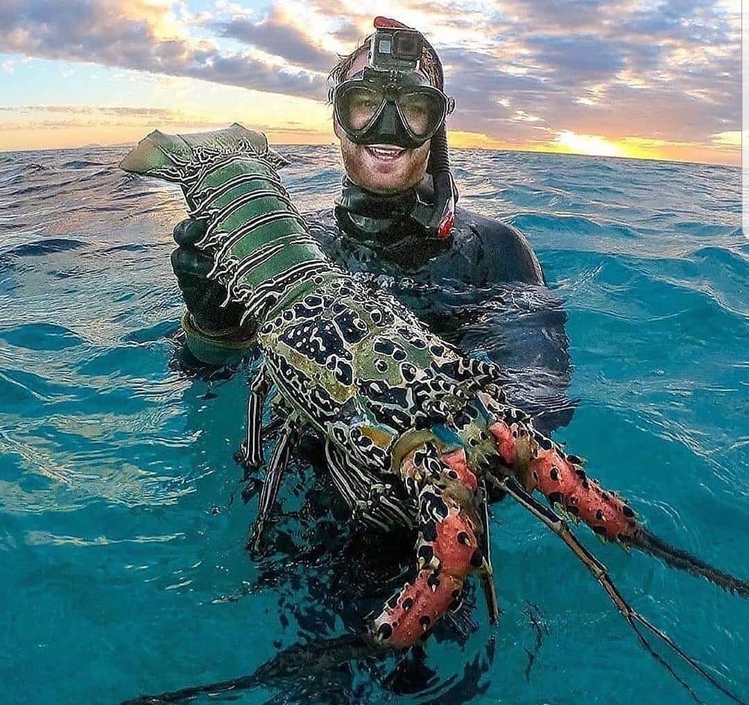 Giant Spiny Lobster