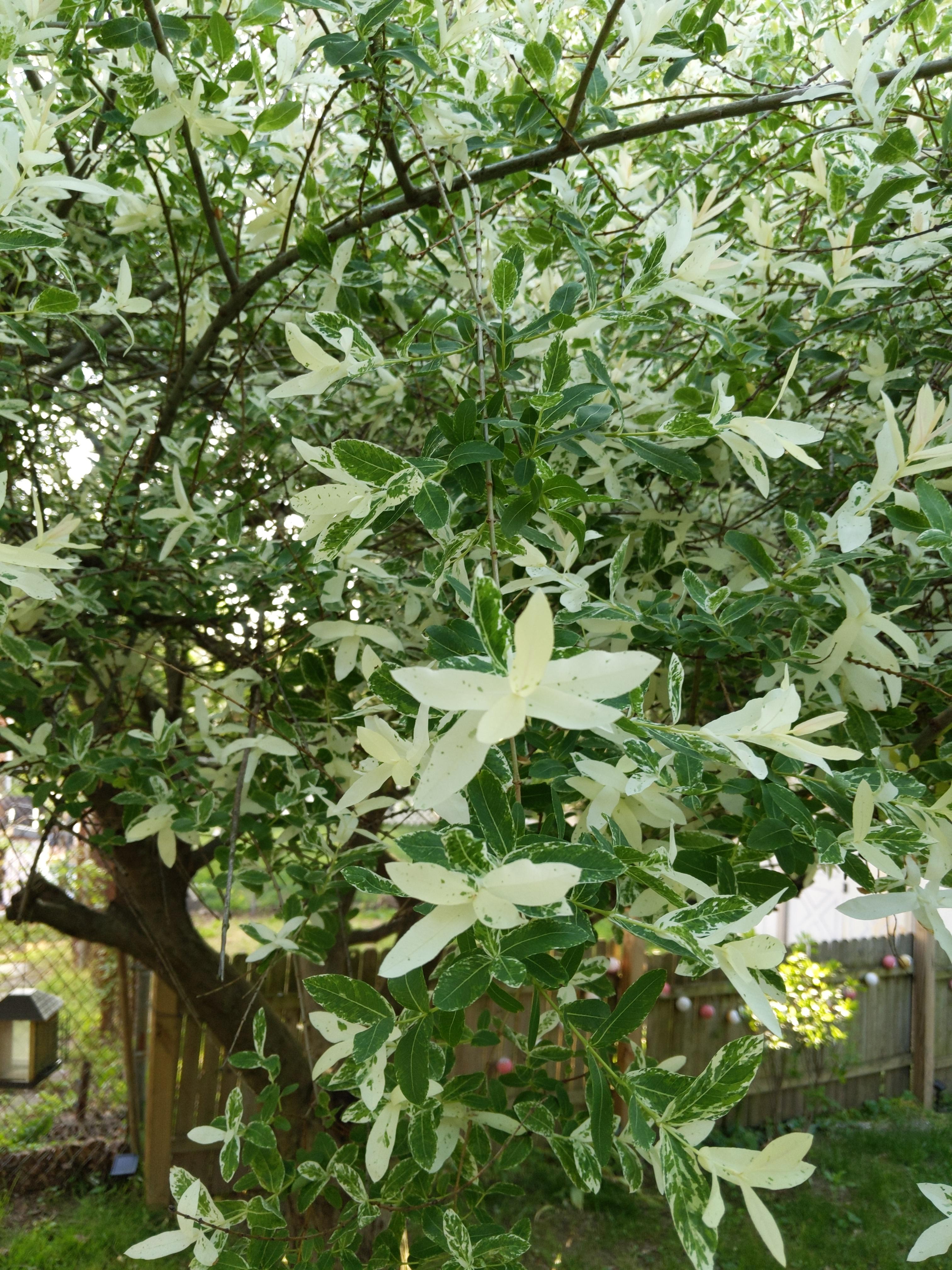 10 Best Ornamental Trees For Southeastern Pa Gardens