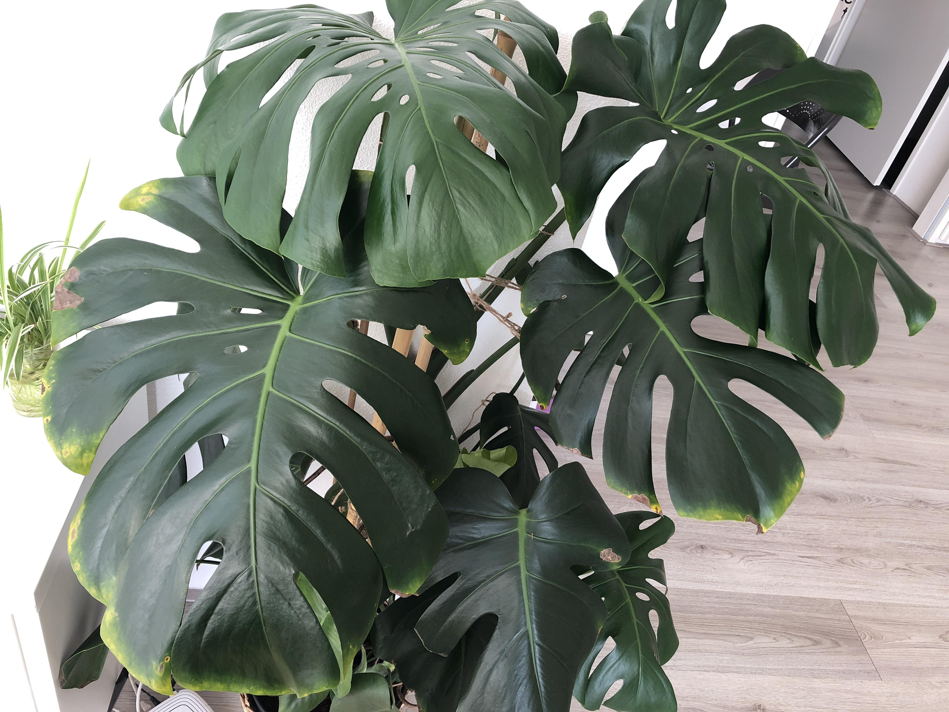 Cool Monstera Ph Level 2022