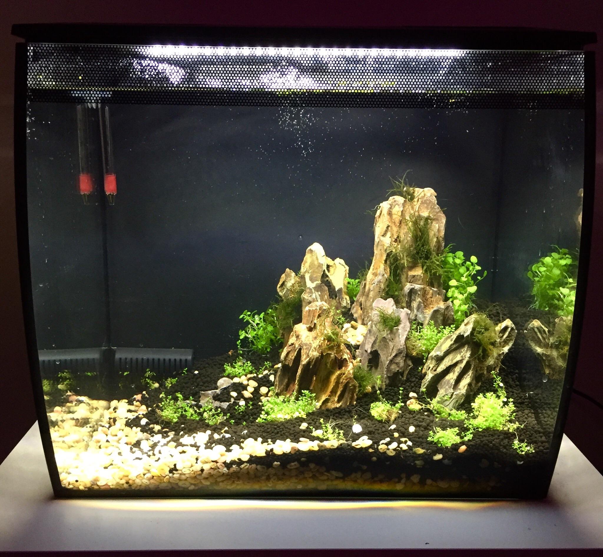 My first planted tank! No fish yet though, but soon! r/Aquariums