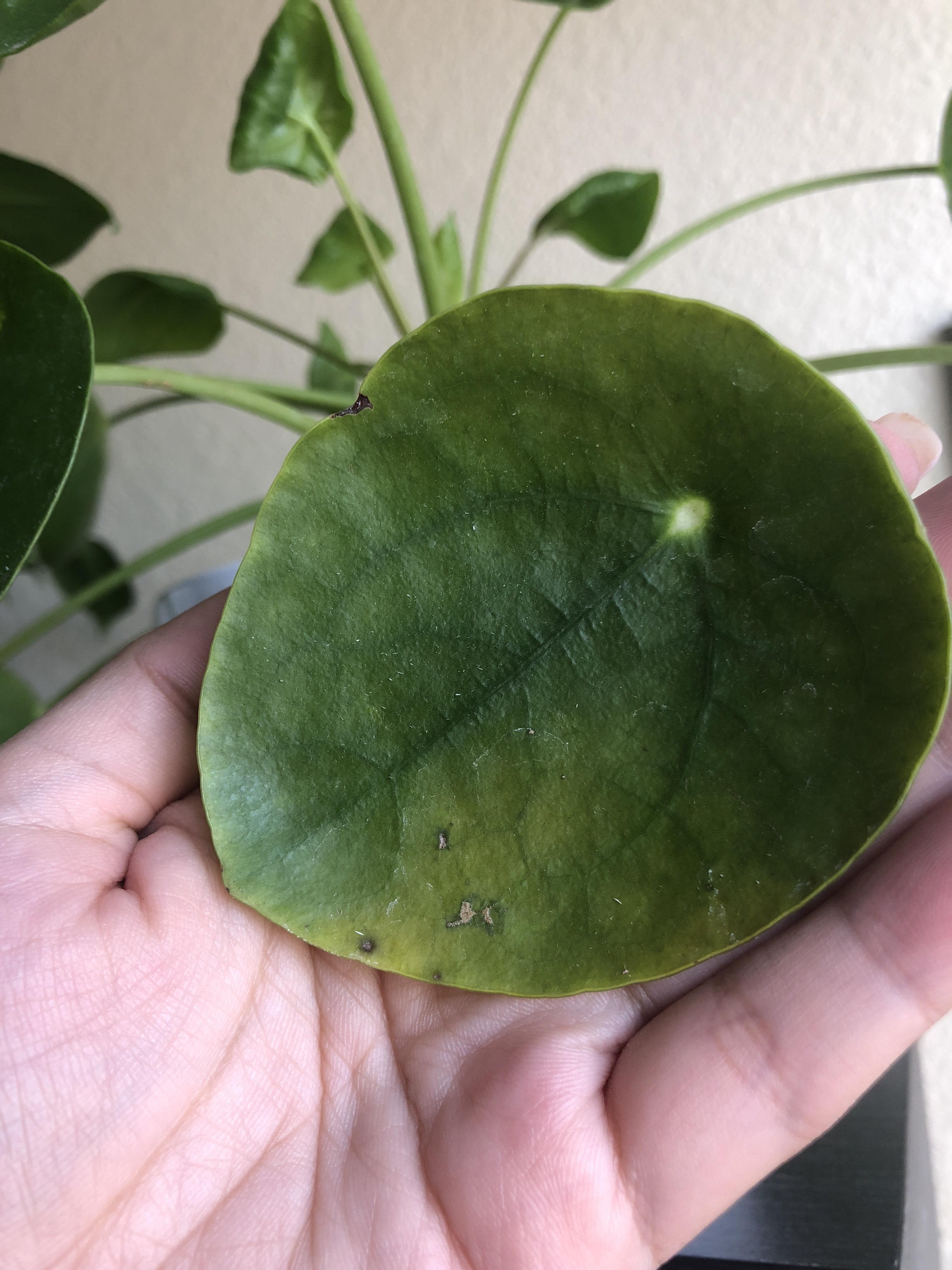 Should I Cut Off Yellow Pilea Leaves at Thelma Harris blog