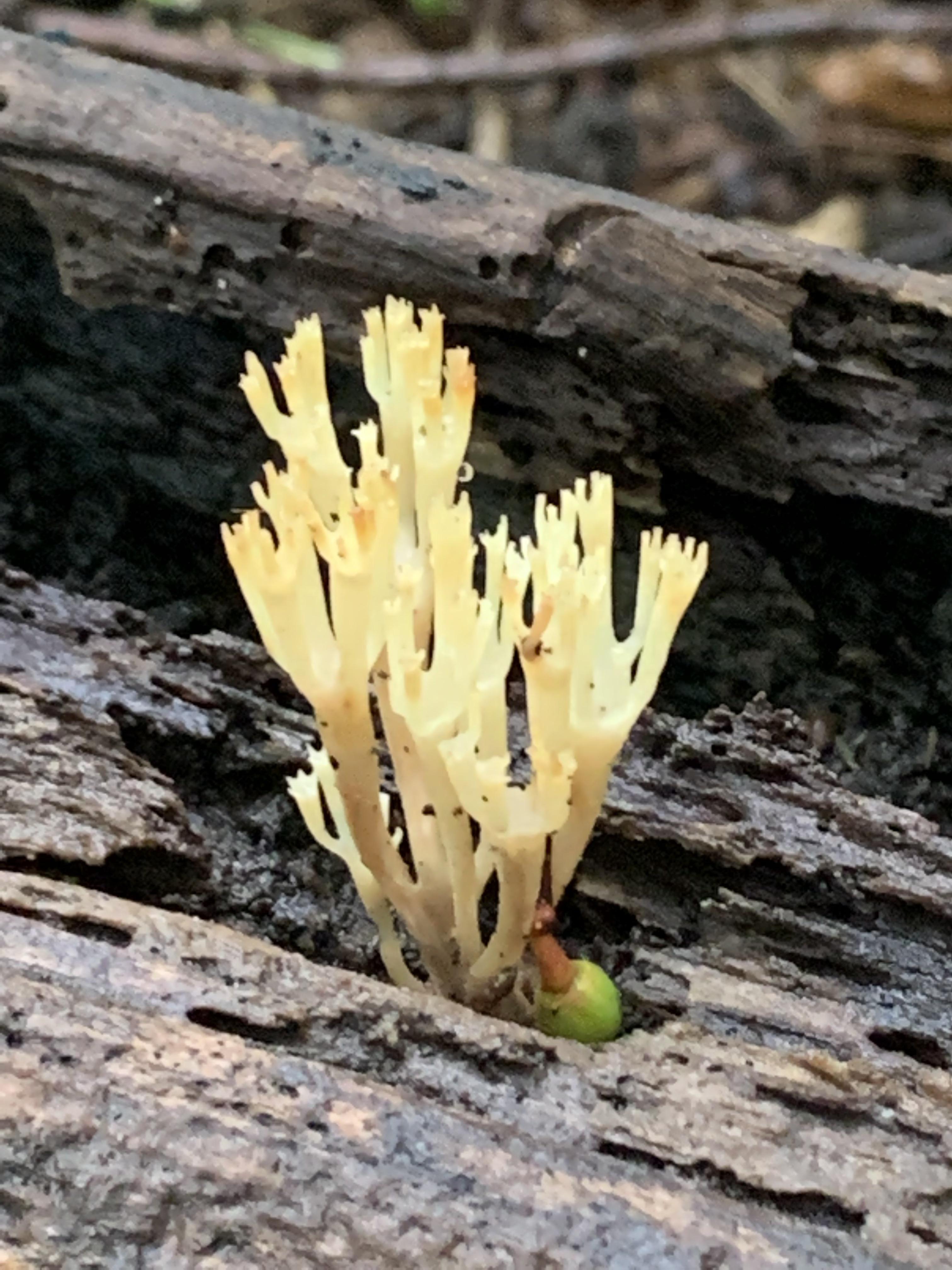 I have no clue what this is but I loves it. Lichen