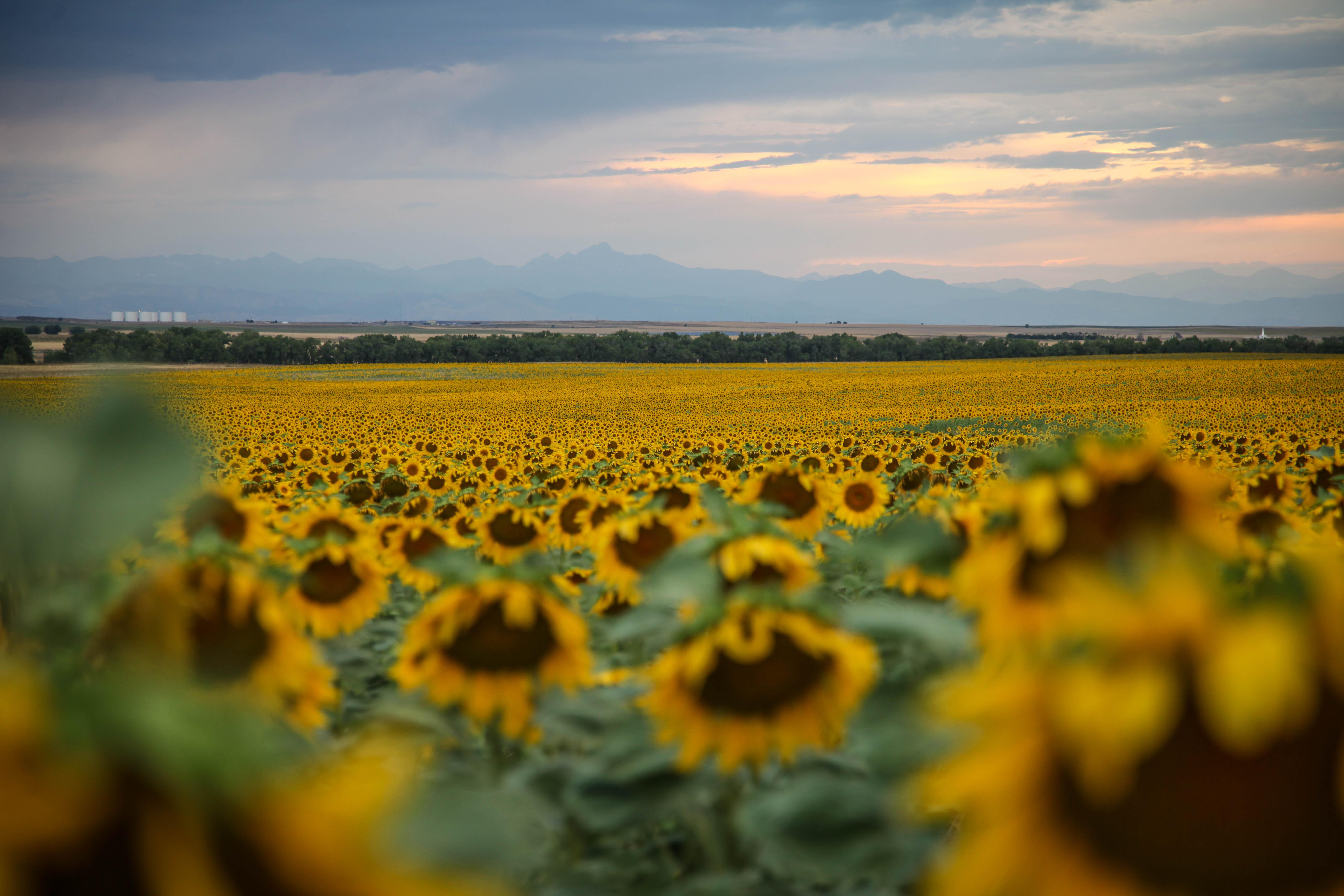 Moody skies over the sunflower fields last night r/Denver