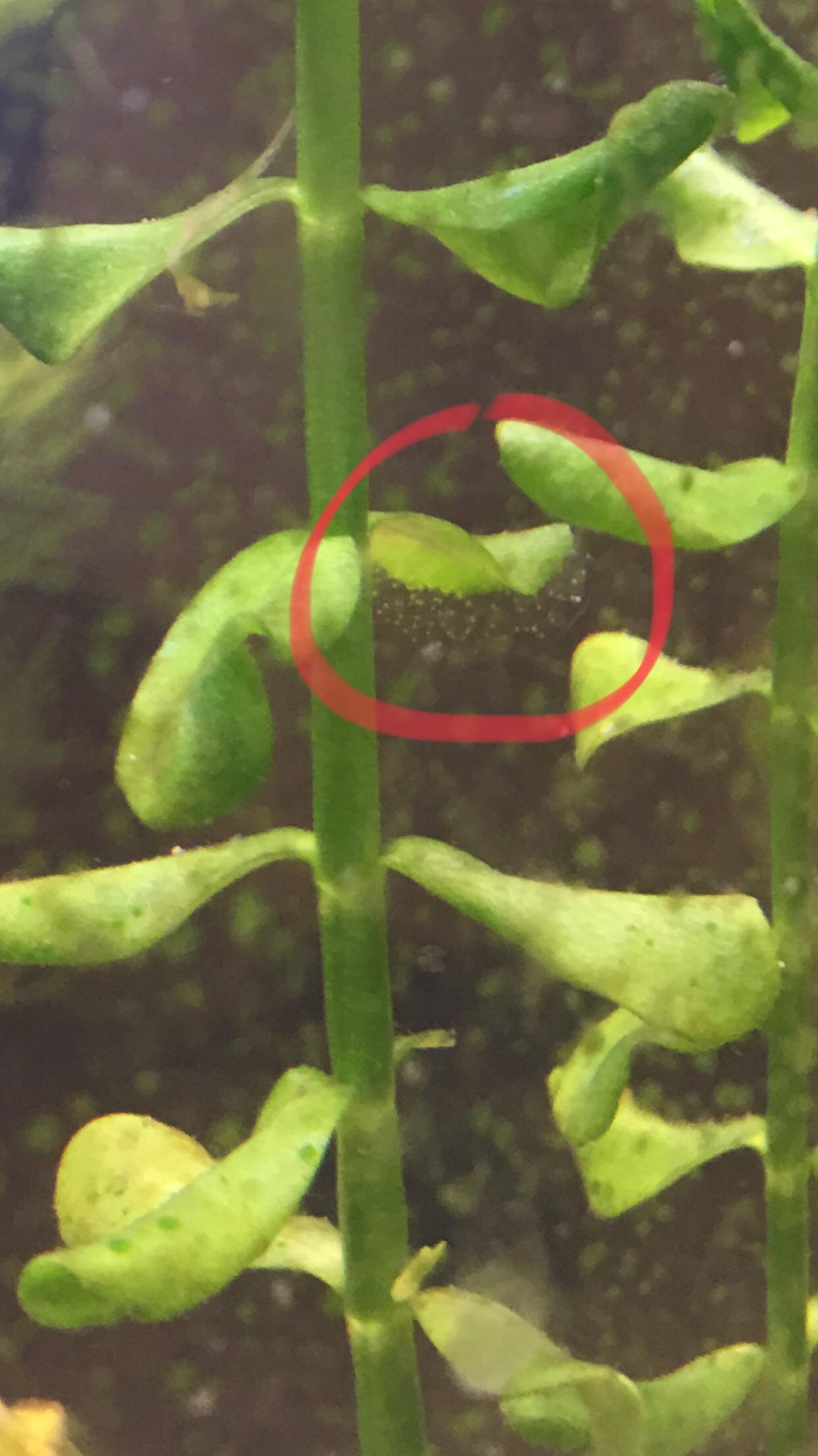 What are these? A cluster of eggs? (Description in comment) r/Aquariums