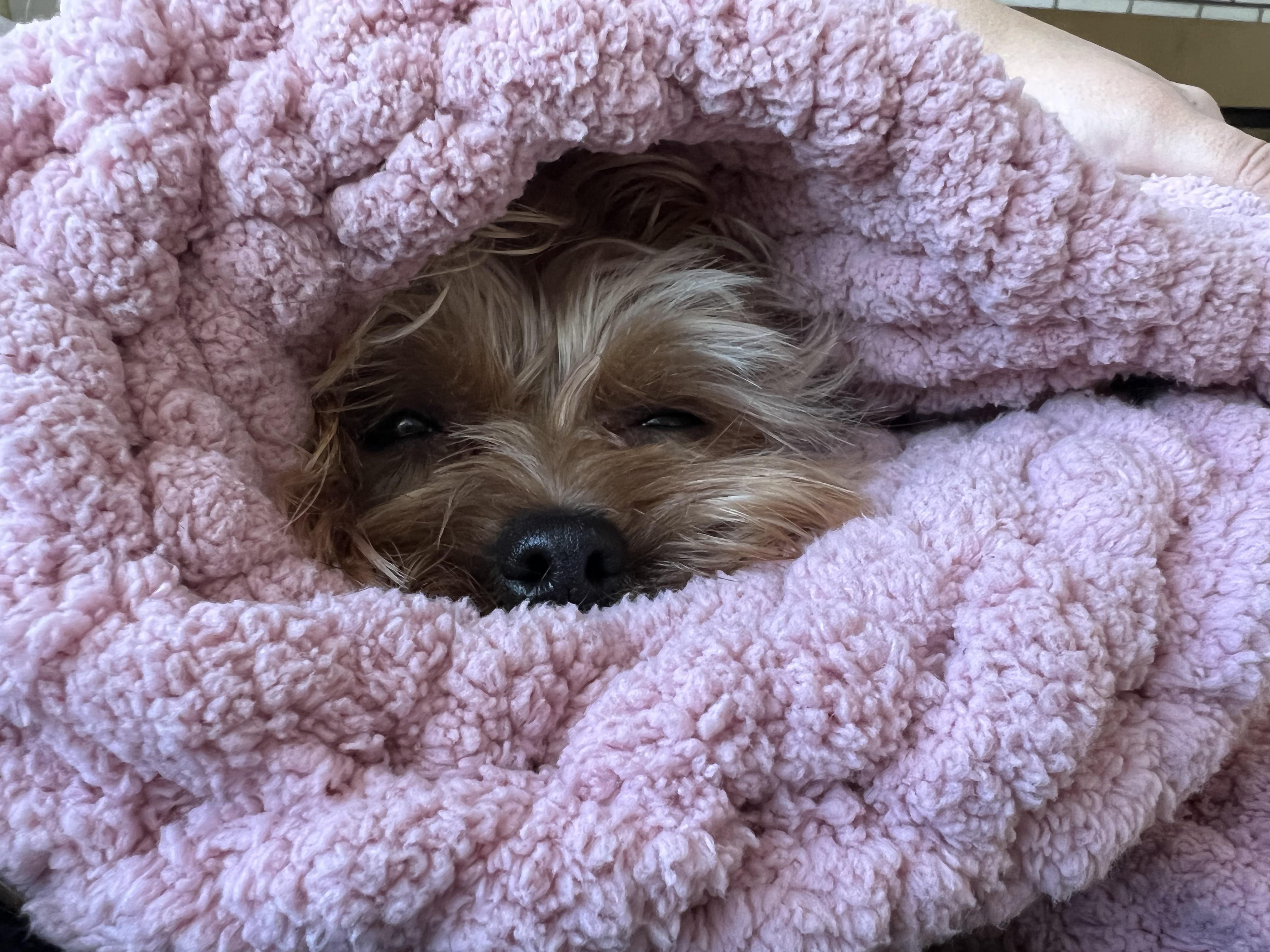 The nap after the postbath zoomies r/Yorkies
