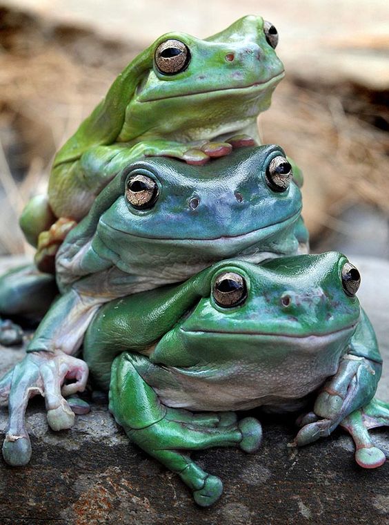 Three froggos sunbathing. Love them. r/frogs