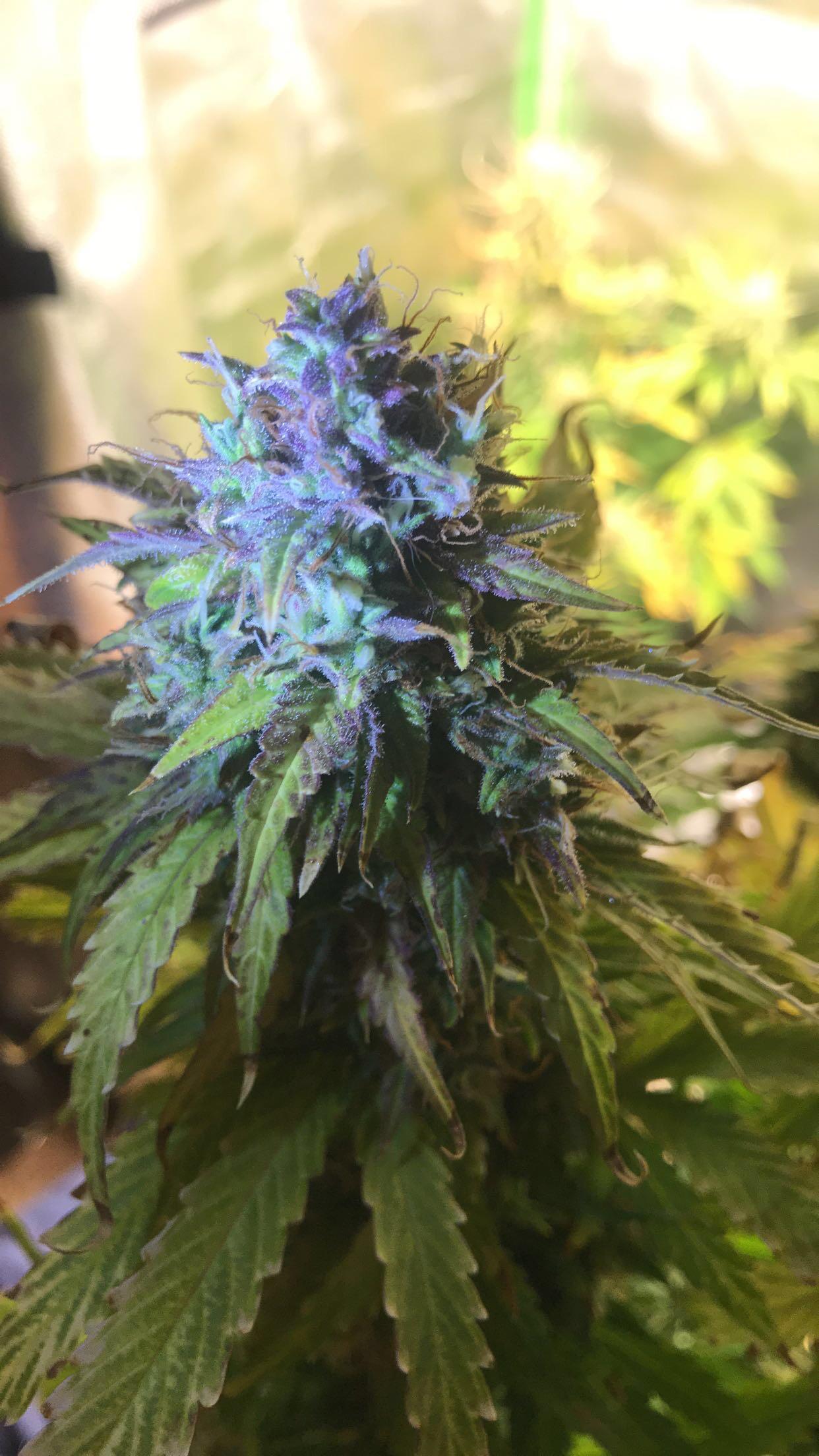 Blueberry Auto by Seedsman Beautiful colors! r/Autoflowers