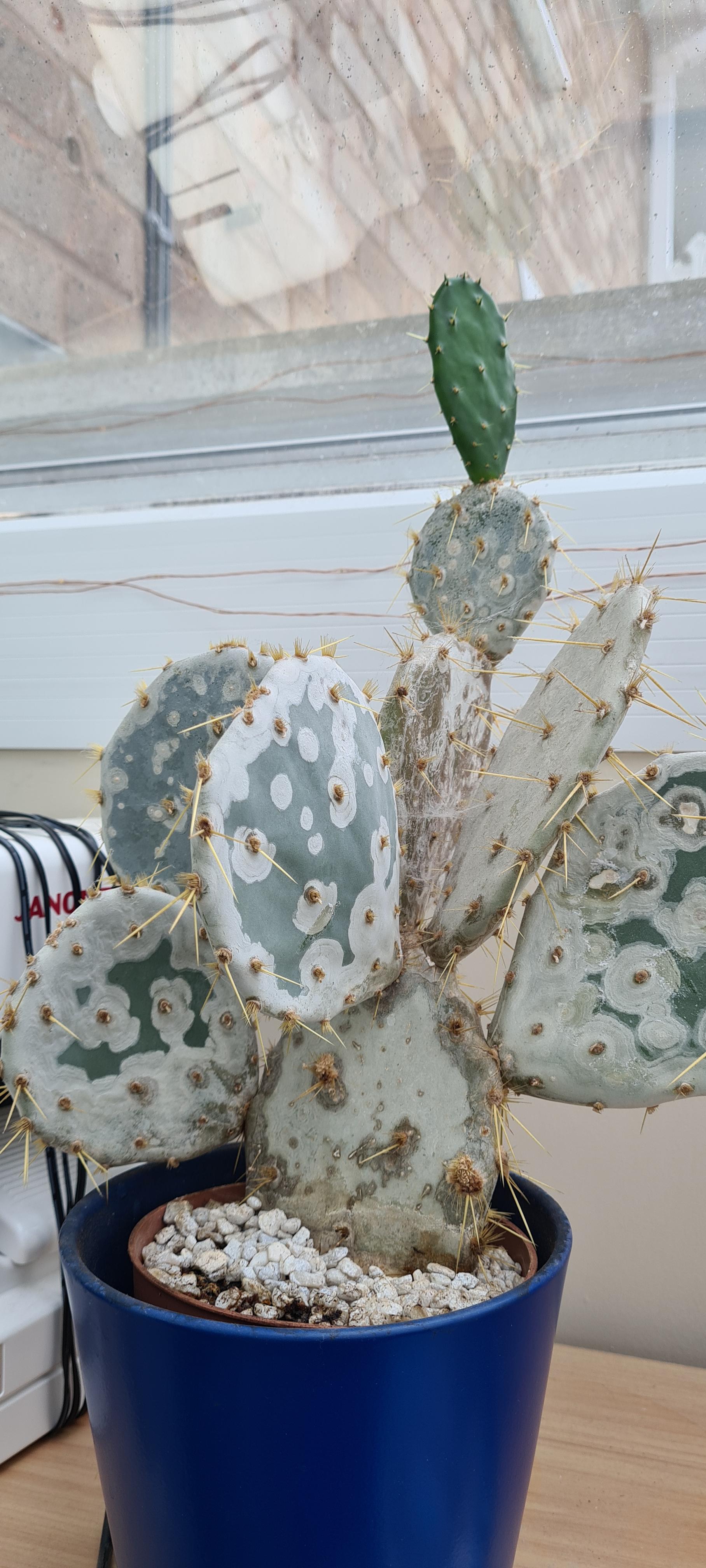 Fungus on cactus? Can anyone help with this and advise on possible