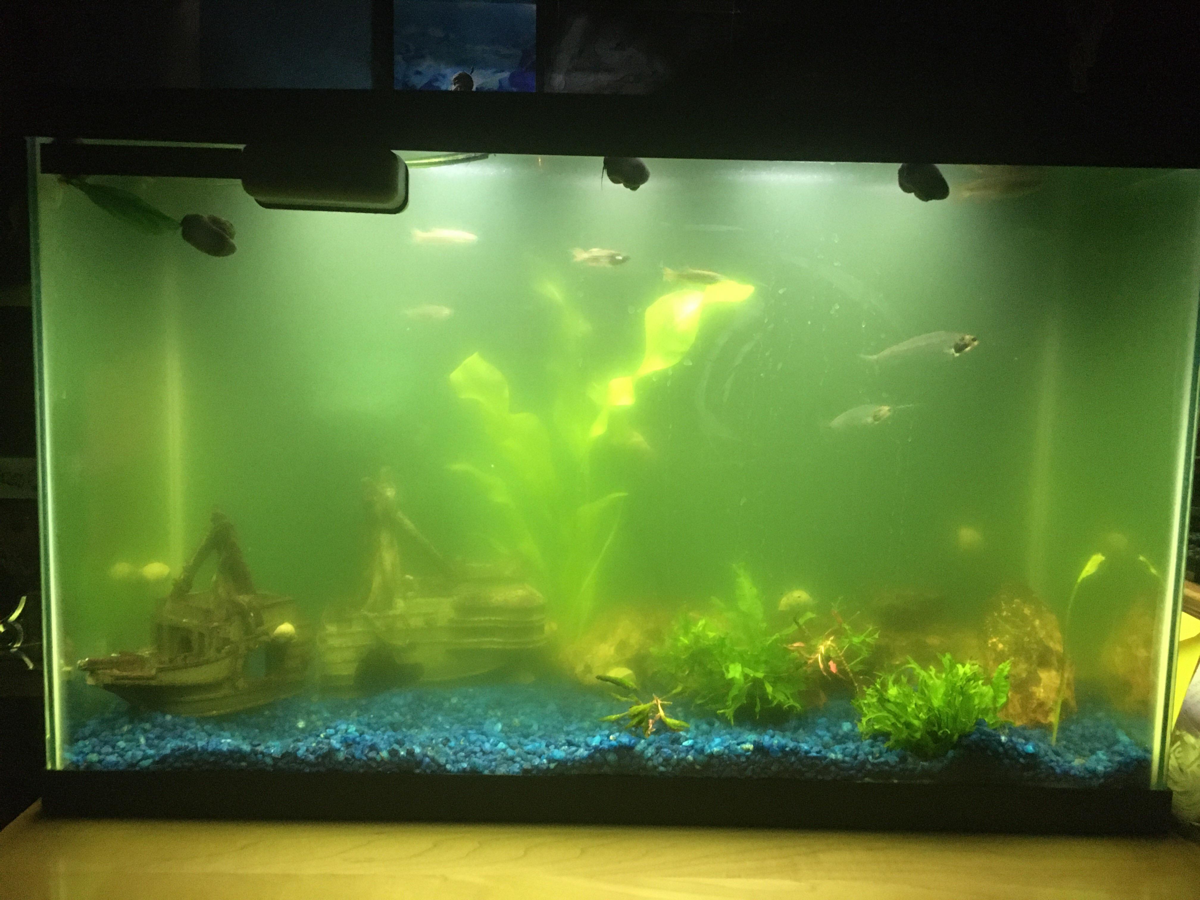 Green tinted water, details in comments. r/Aquariums