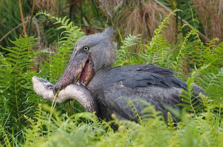 Shoebill stork eating a lungfish. natureismetal