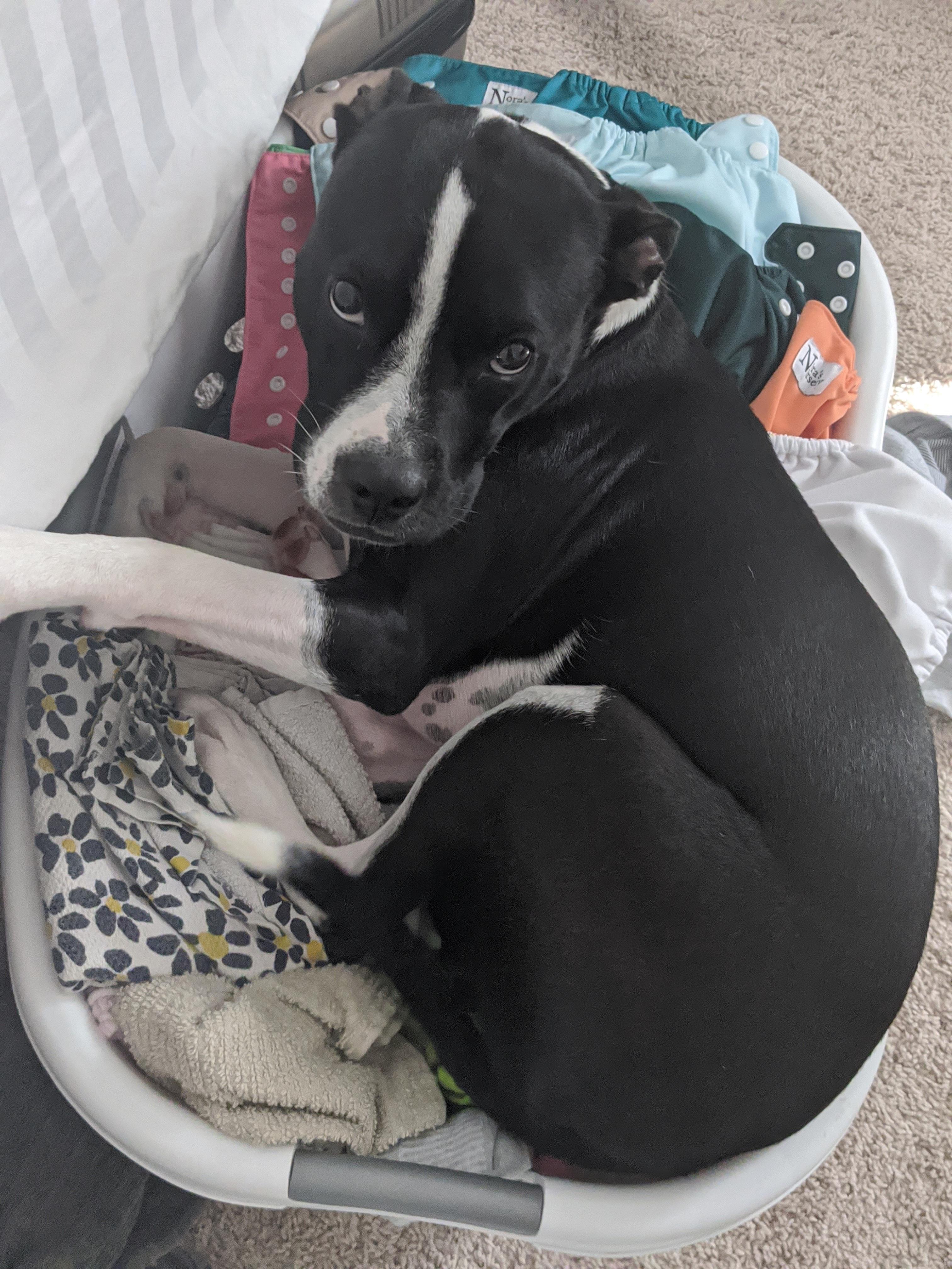 This is our dog. She sleeps on the clean laundry bin. r/DOG