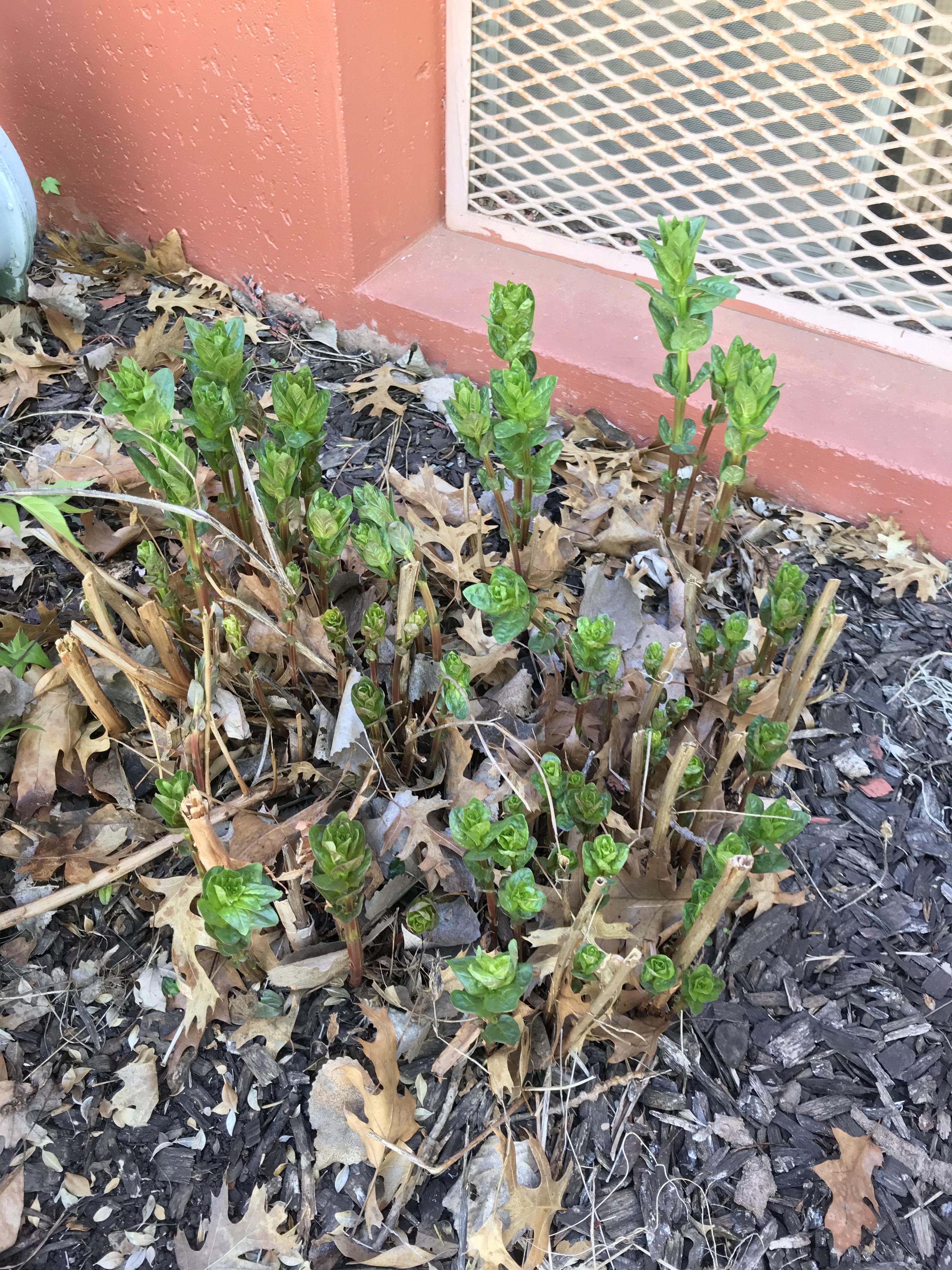 Backyard in Kansas City, Missouri r/whatsthisplant