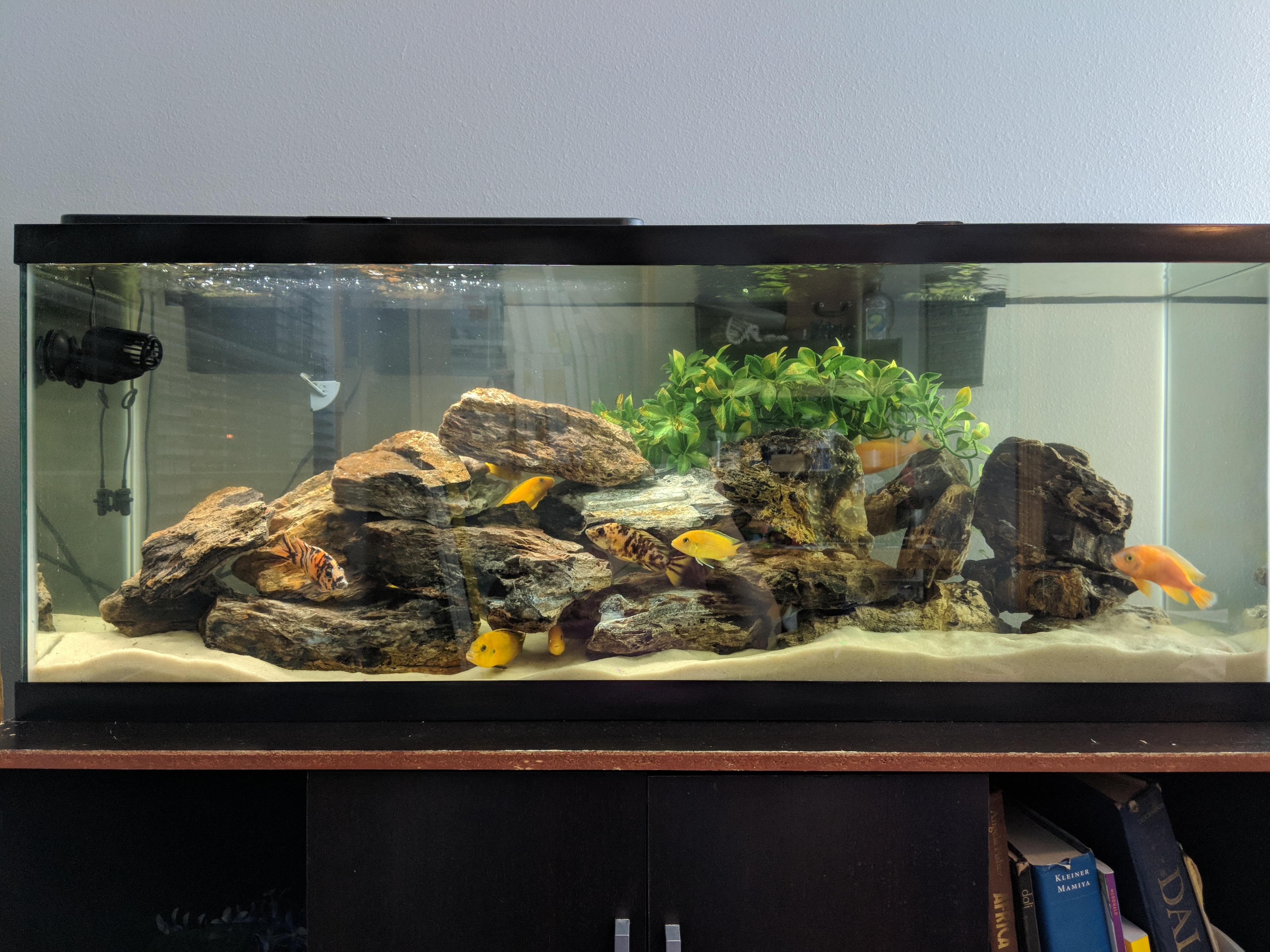 Any helpful tank cleaning tips? r/Cichlid