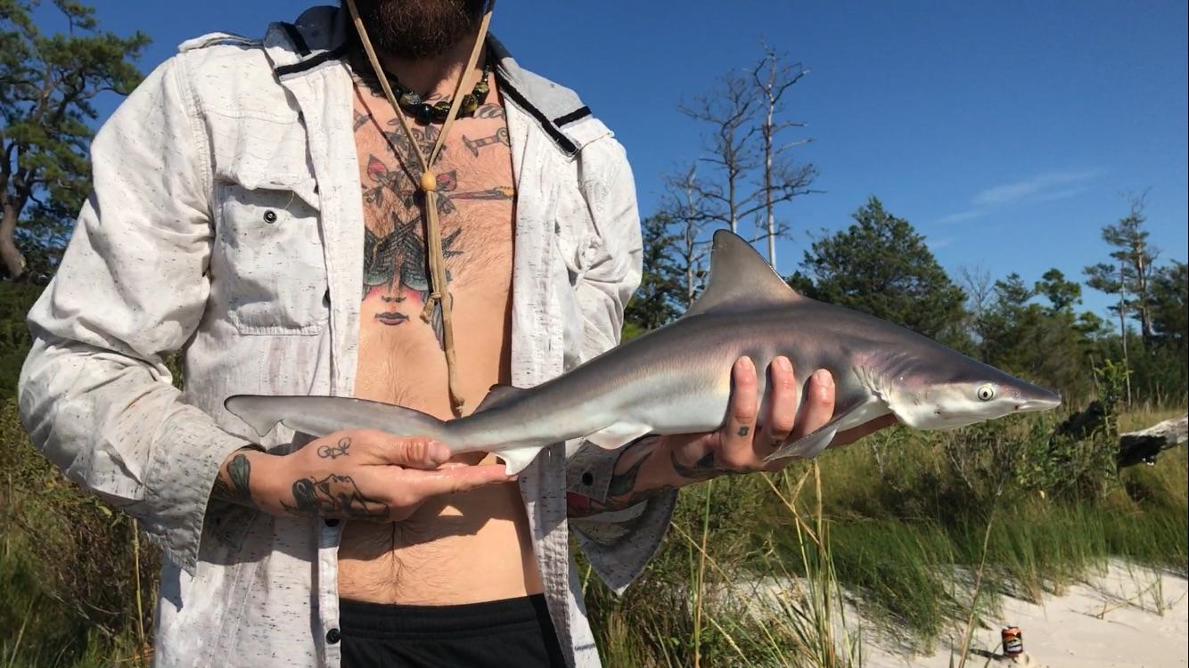 Shark ID? First Landing, Virginia Beach r/Fishing