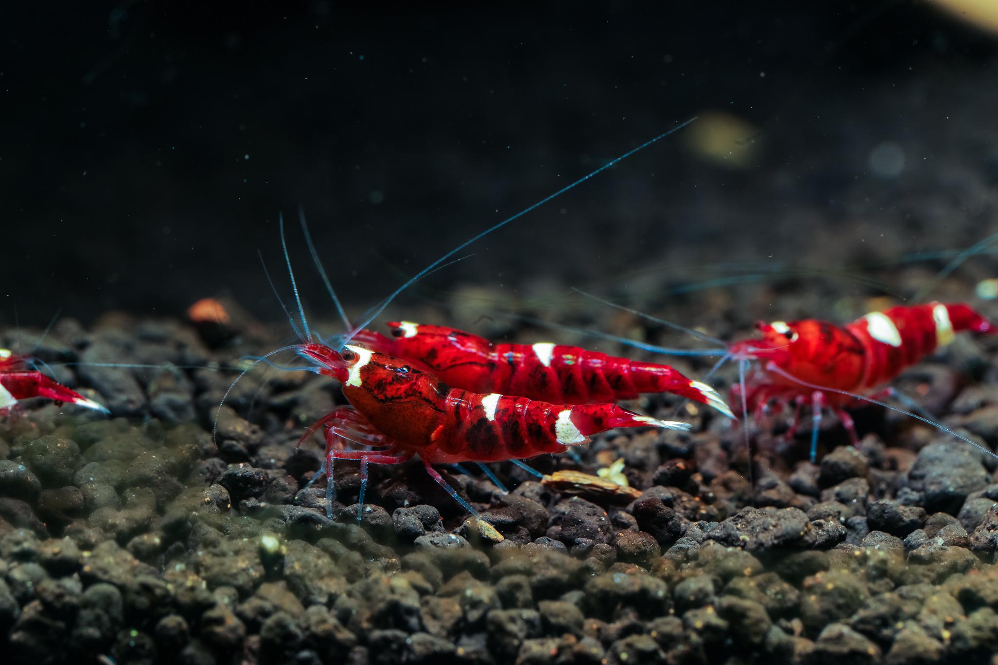 My home bred red king kong shrimp r/shrimptank