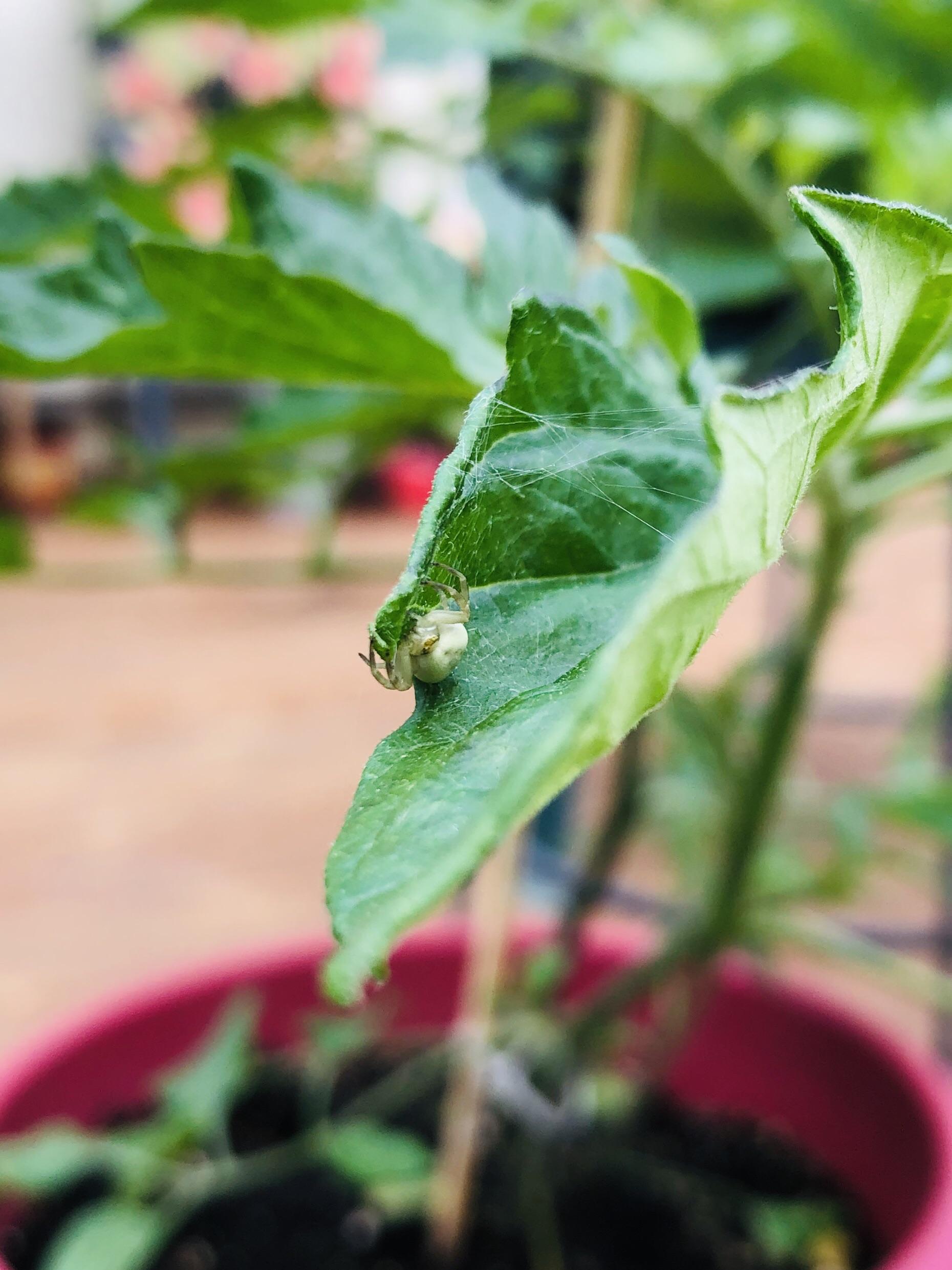 Thanks for protecting my tomato plant spider bro! r/spiderbro