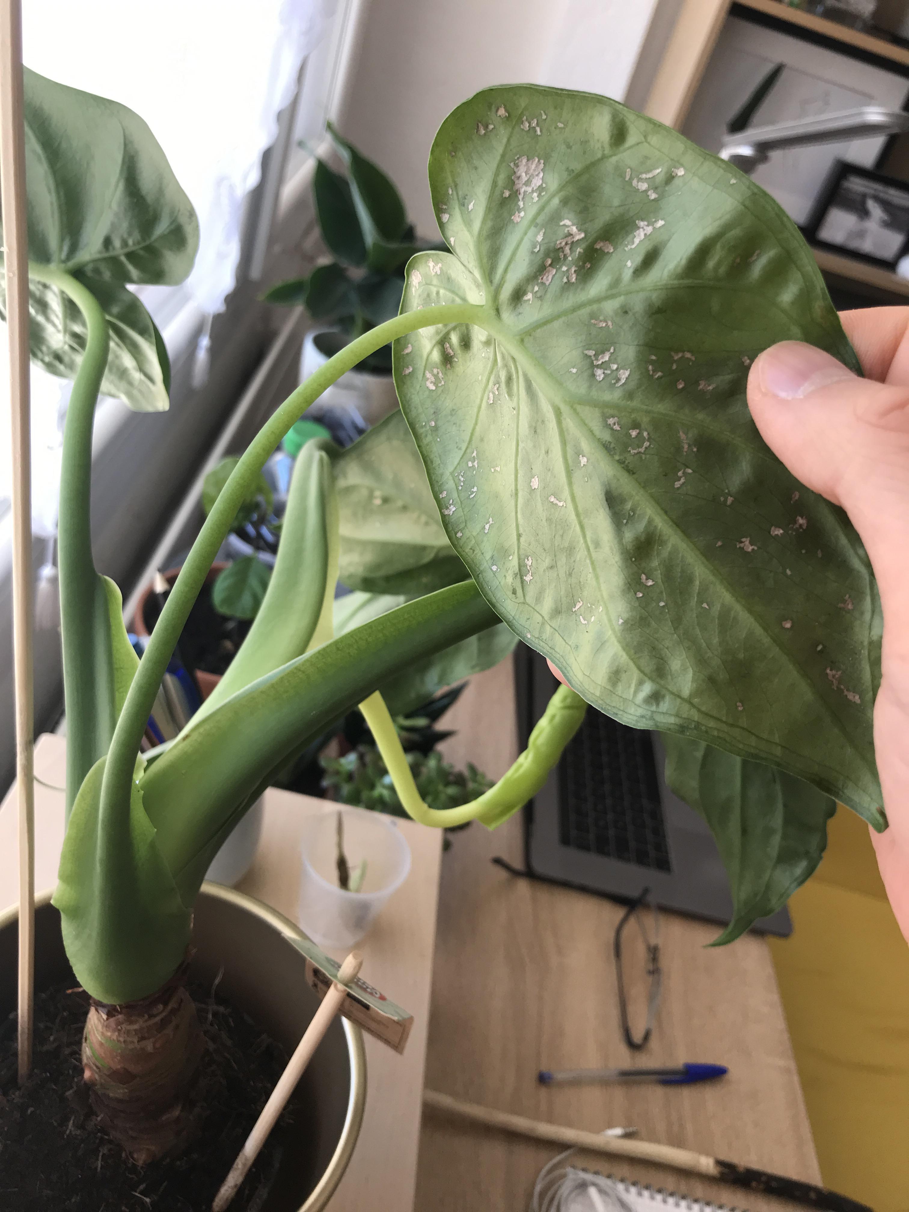 Elephant’s ear cucullata what are those spots under the leaf ? r
