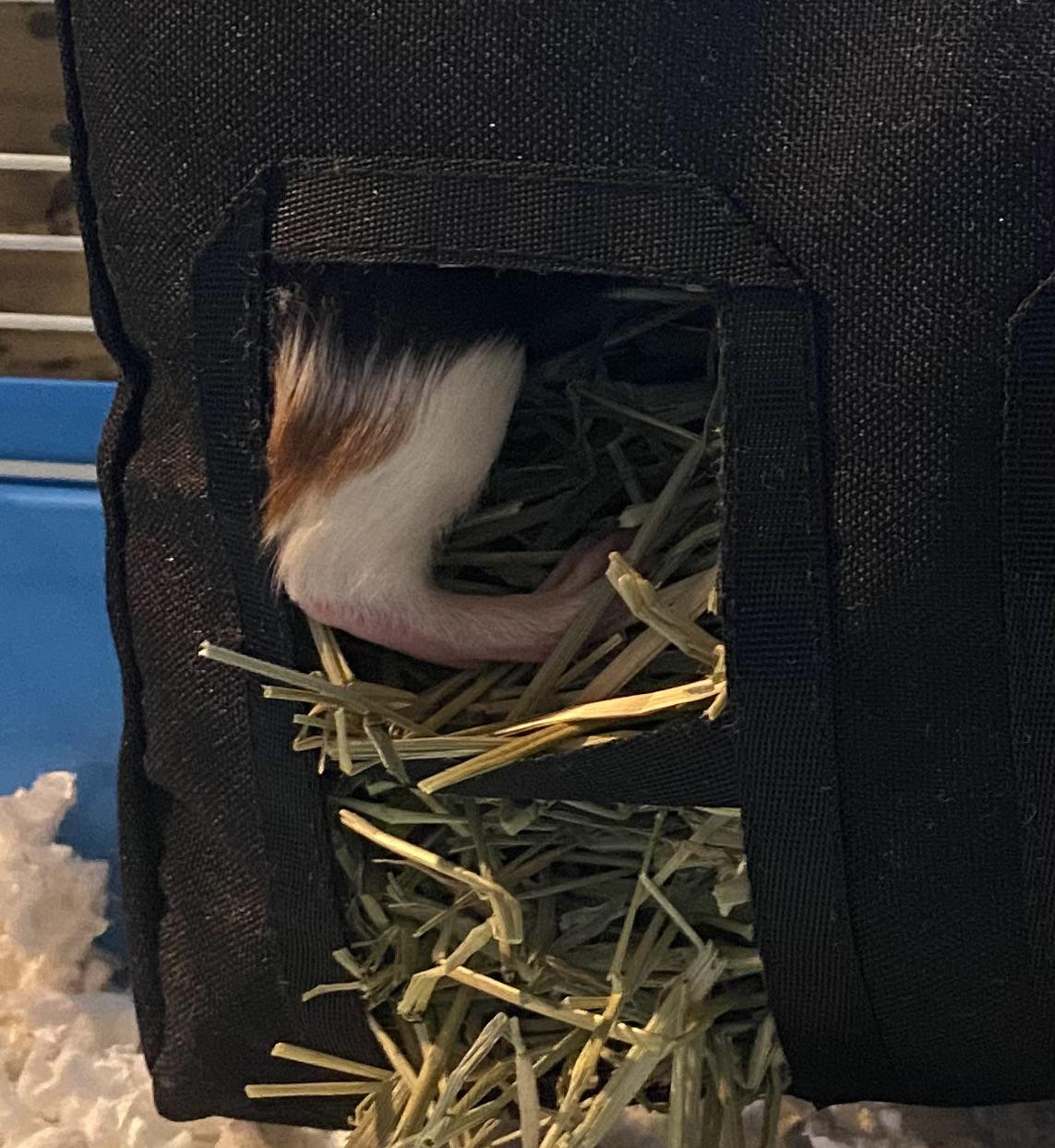 Both of our guinea pigs have started crawling into our hay bag Does