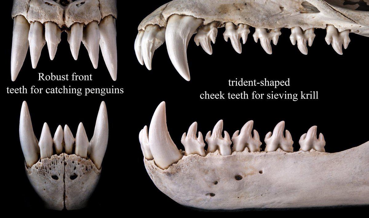 Crabeater Seal Teeth