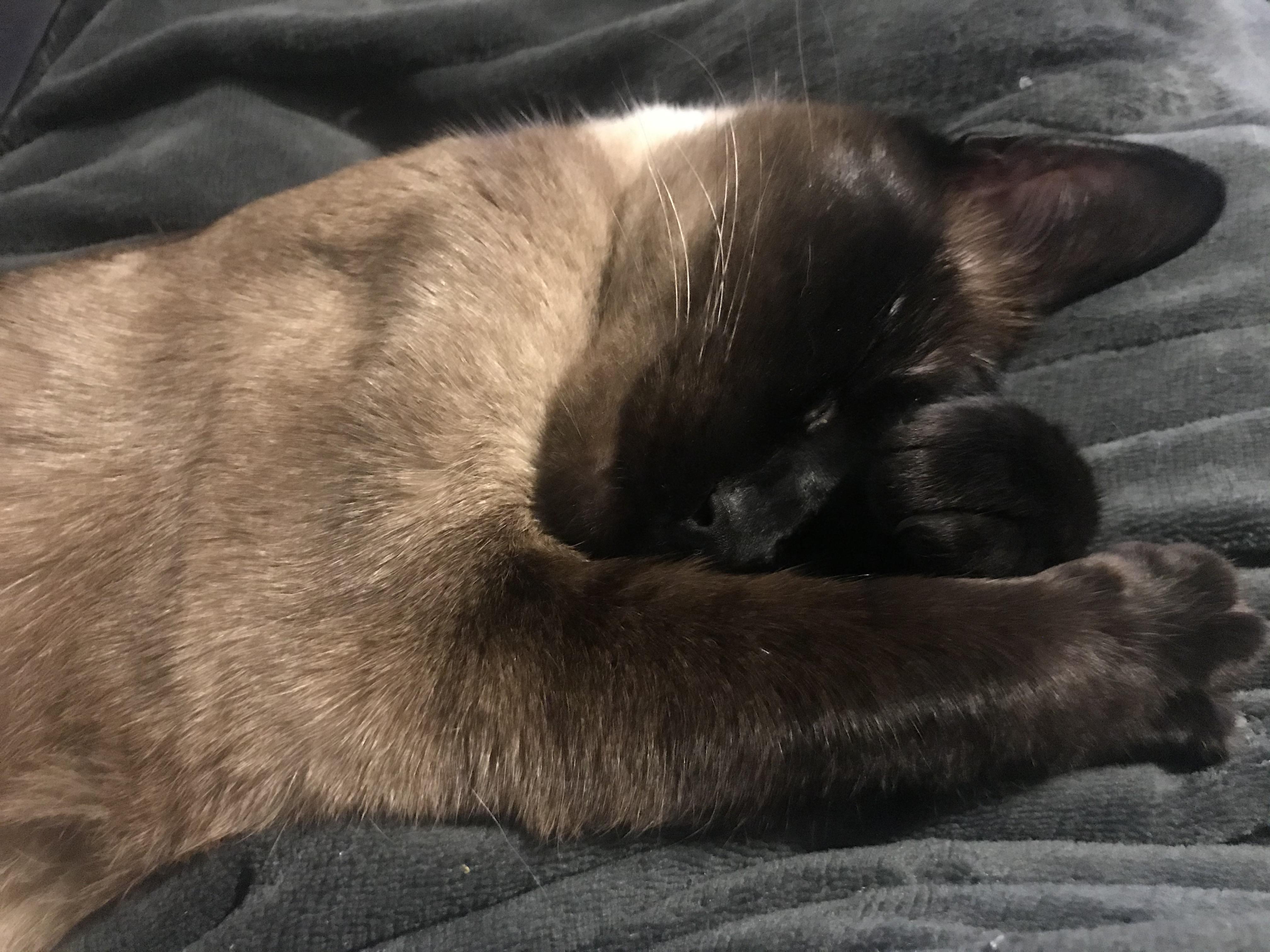 The effects of a heated blanket r/Siamesecats