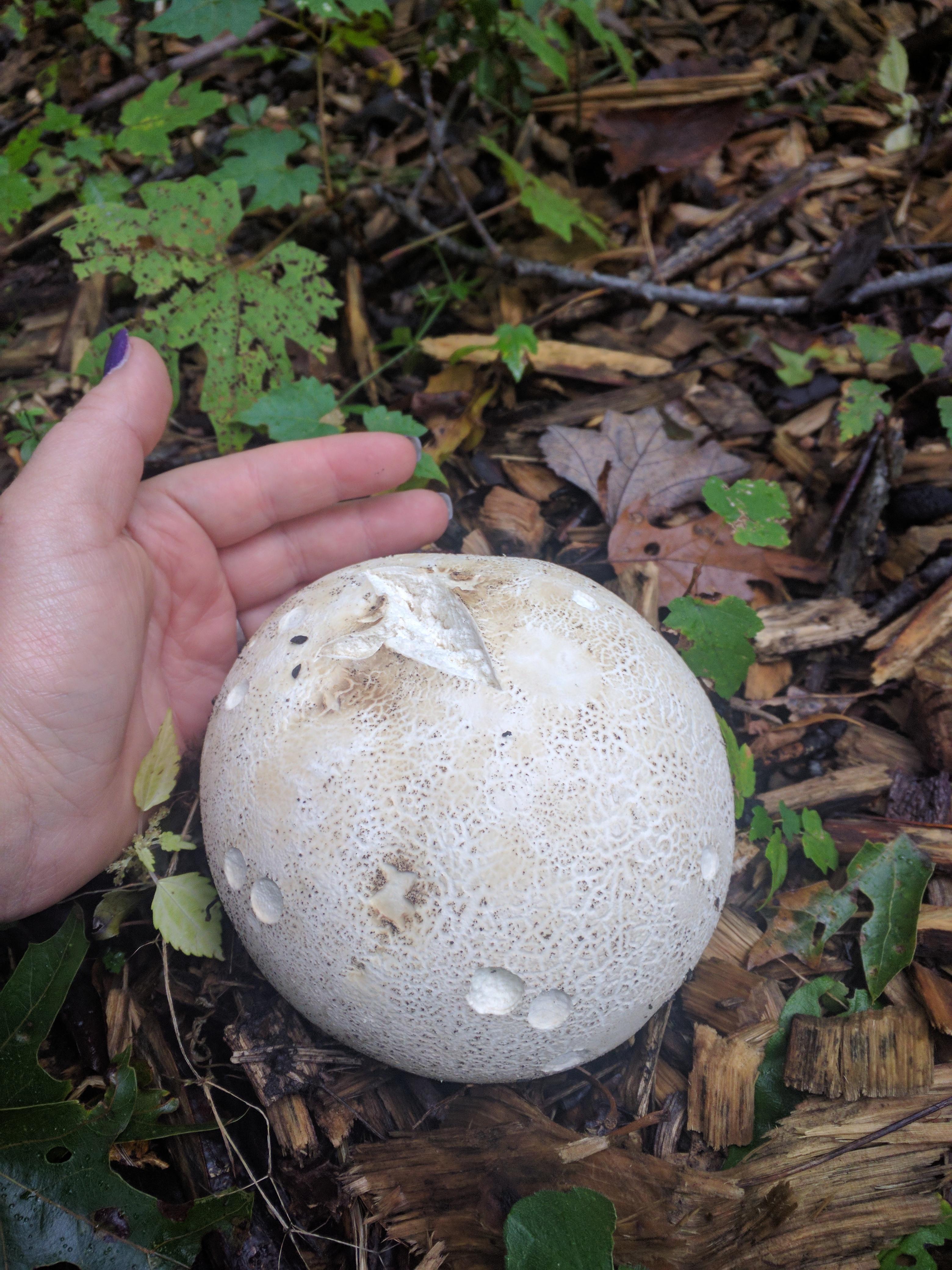 Puff ball in my yard in Michigan r/mycology