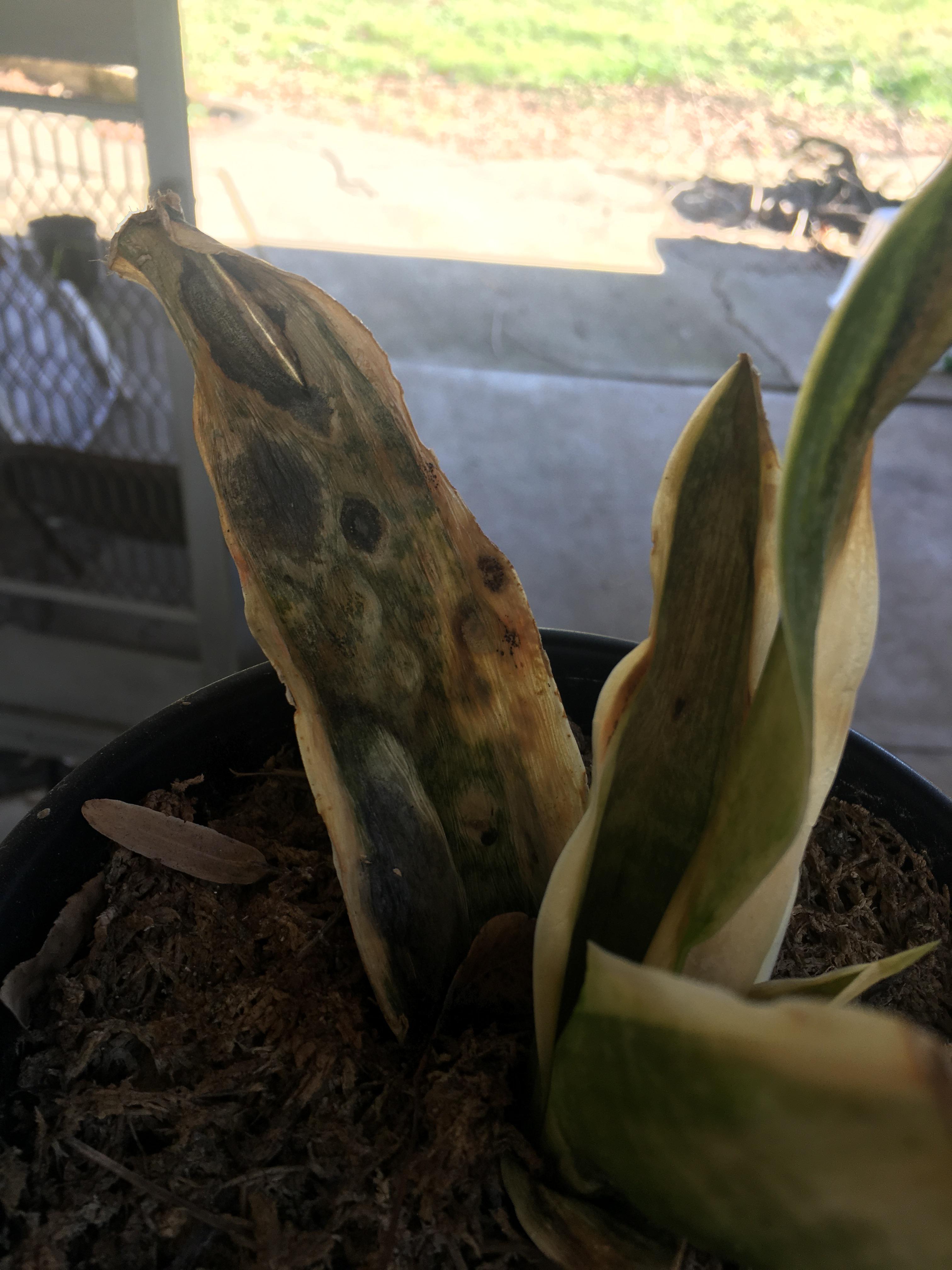 Is my snake plant cold damaged? It’s been outside for months and was