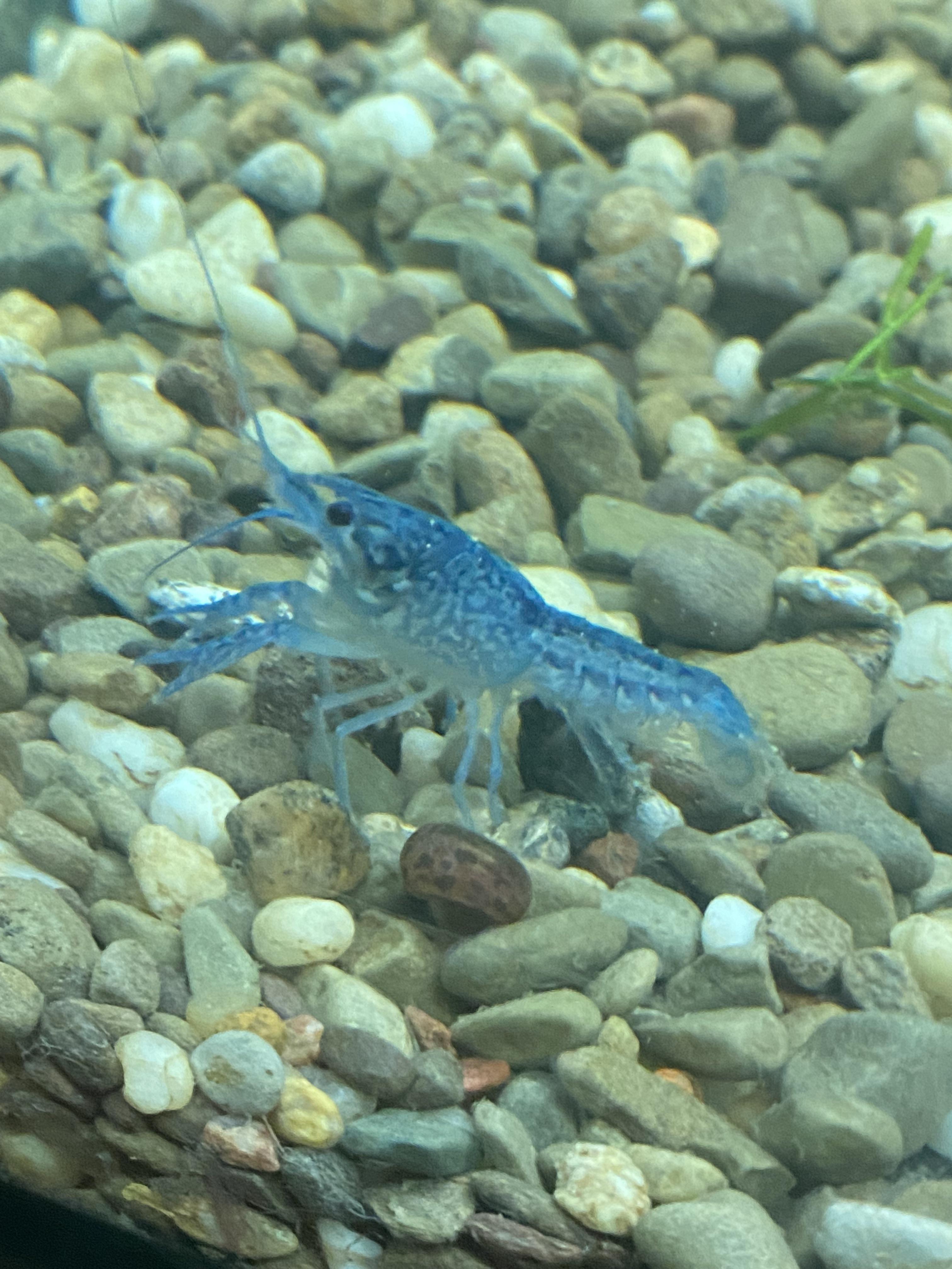 Juvenile electric blue crayfish r/Crayfish