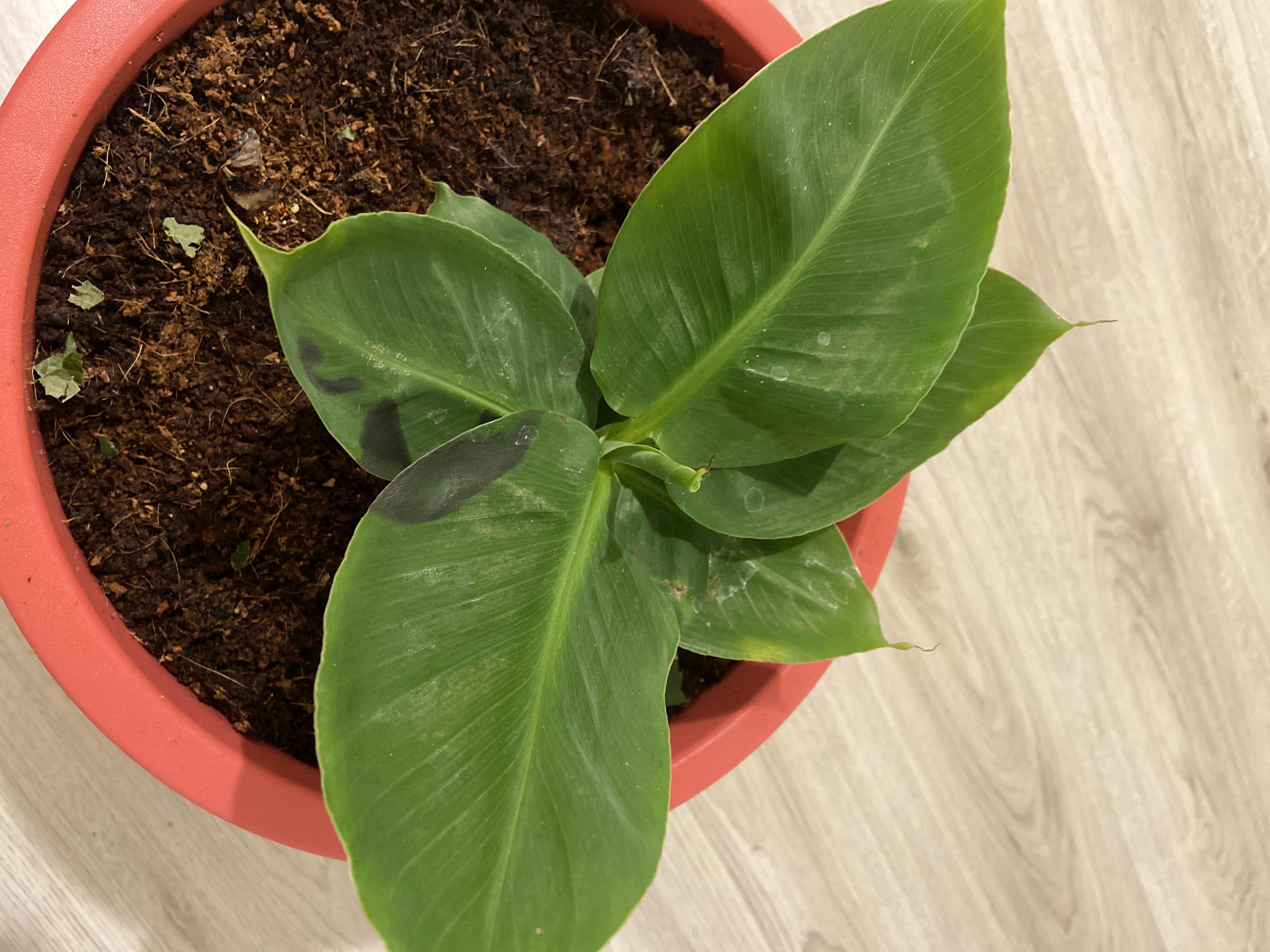 My banana plant has these black spots on them. What are they and are