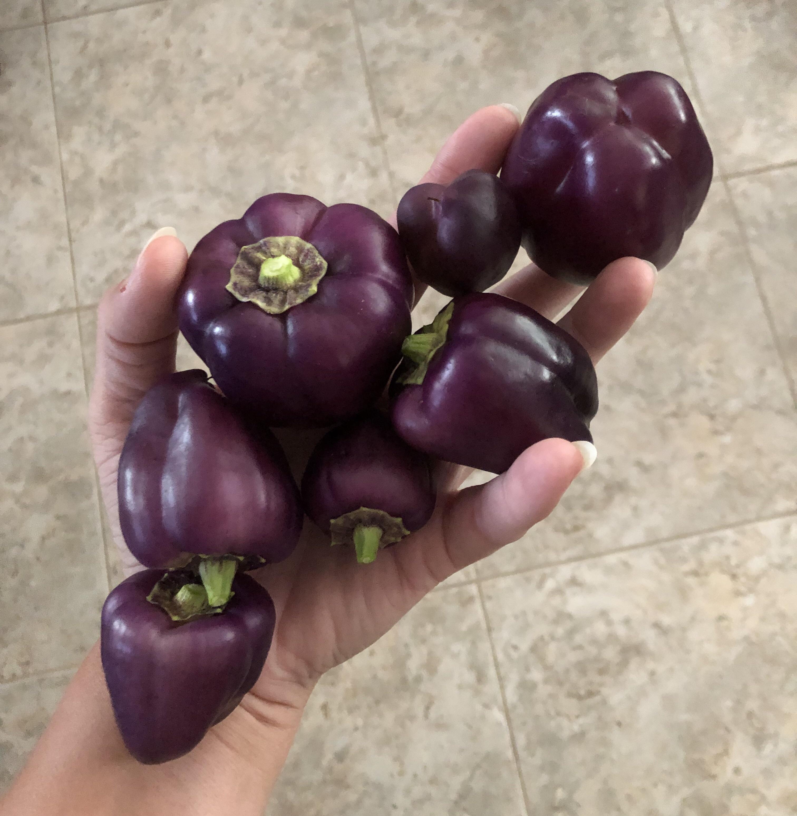 Today’s harvest tiny purple bell peppers r/gardening