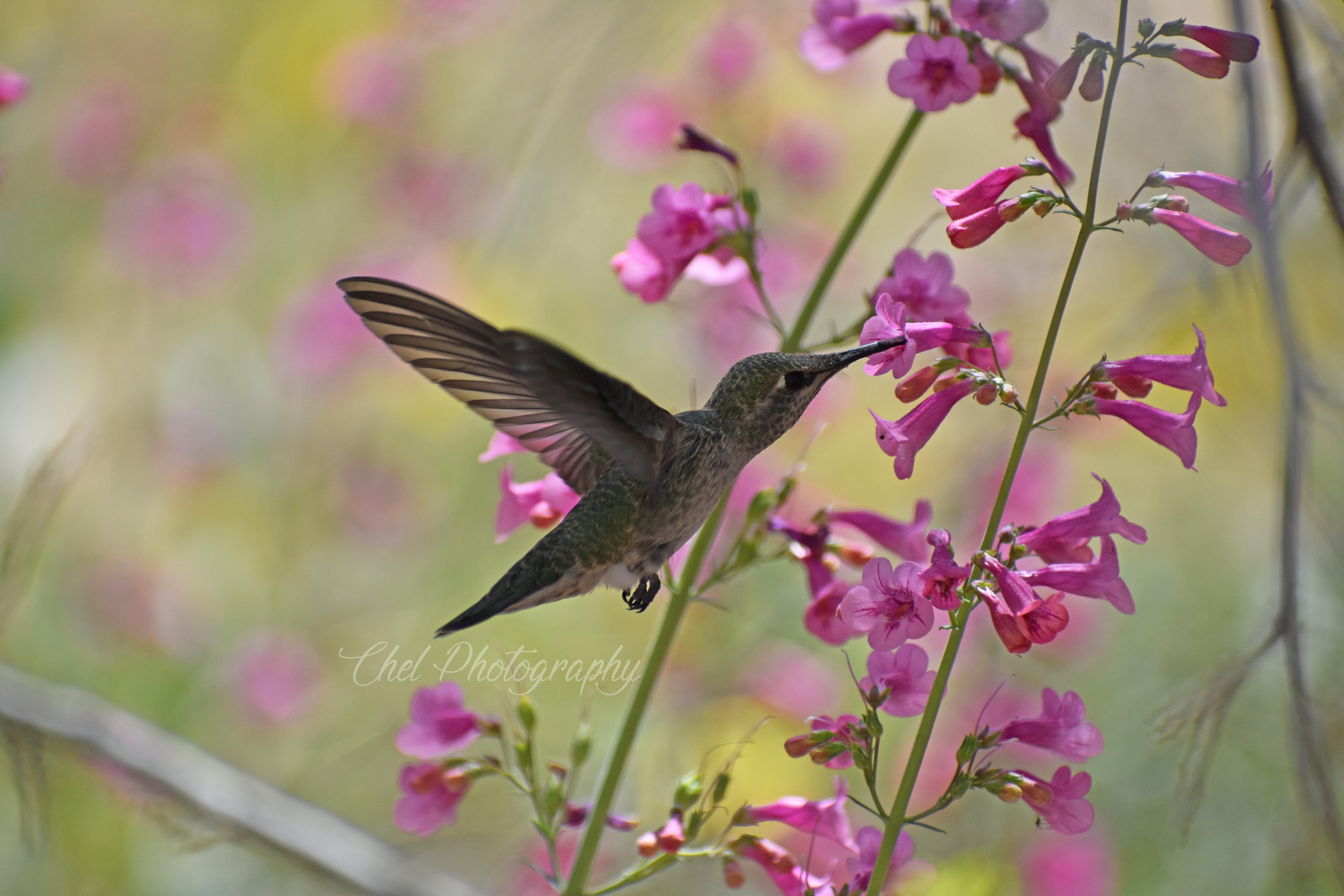 Hummingbird at Desert Breeze Hummingbird Habitat Chandler, AZ r