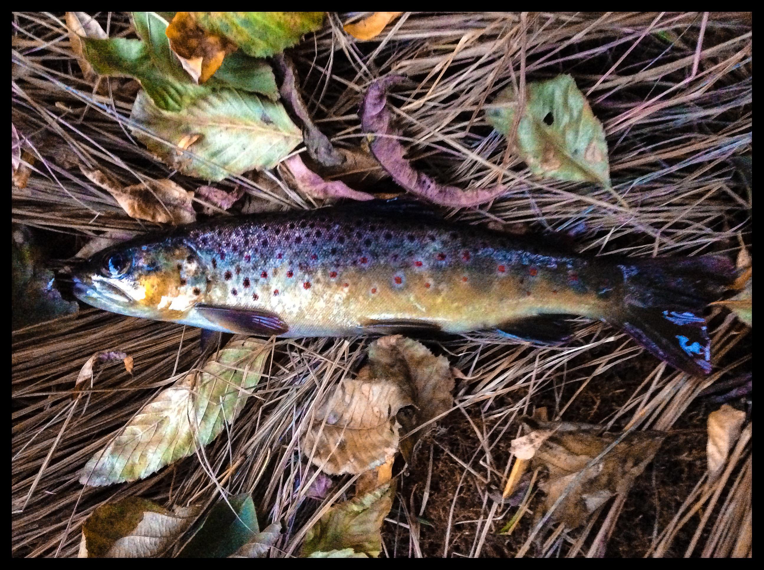 Rainbow/brown trout hybrid? r/Fishing