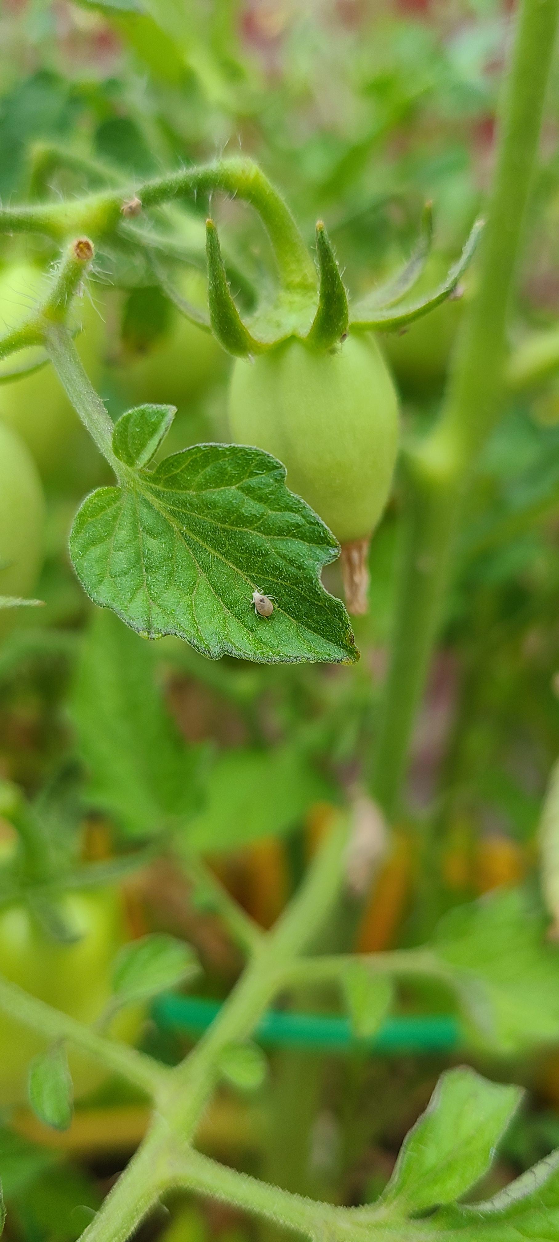 Tiny white bugs all over tomato plant. Posted this morning about my