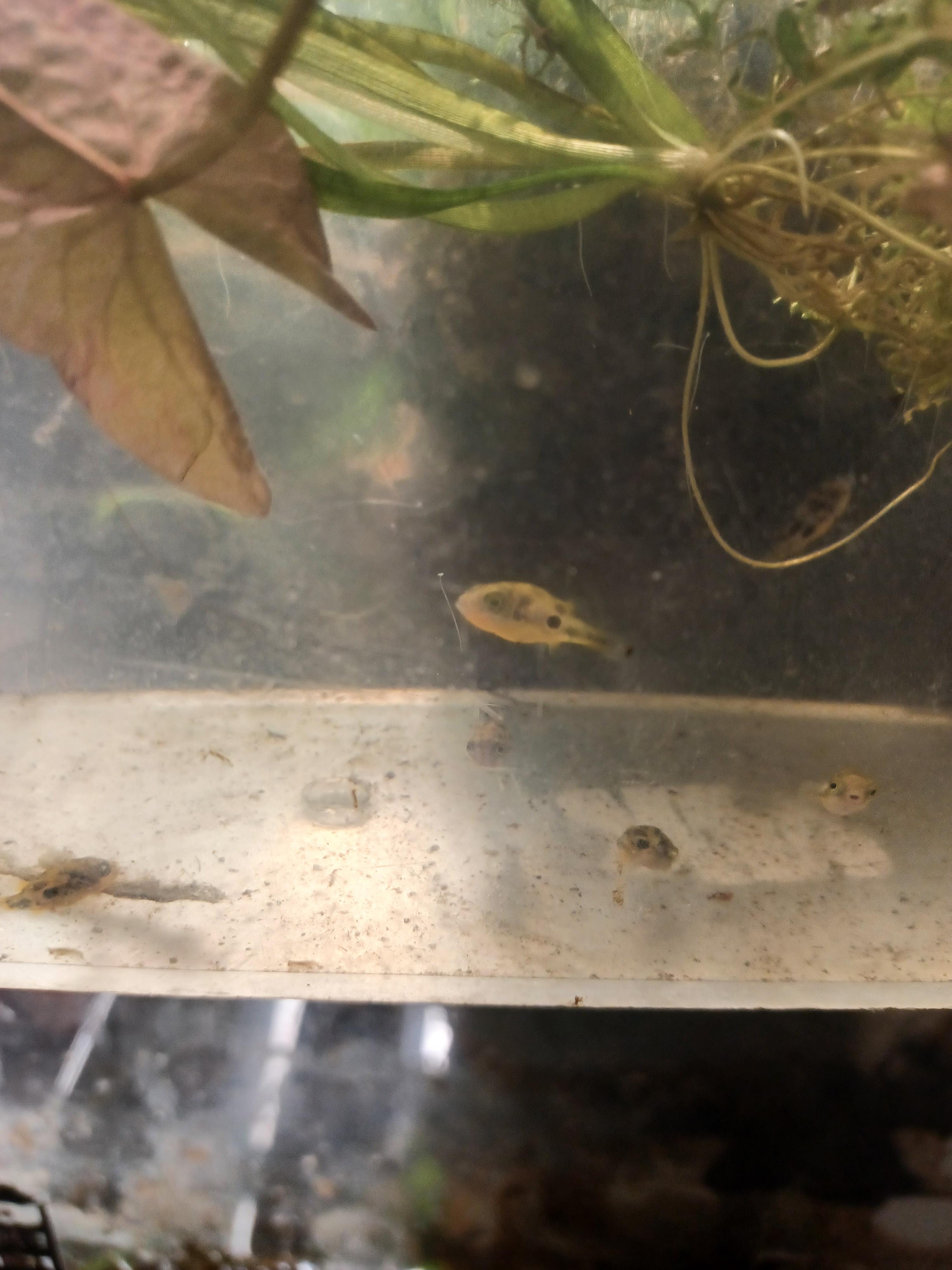 new tank bred babies after a horrible heater malfunction. r/PeaPuffers