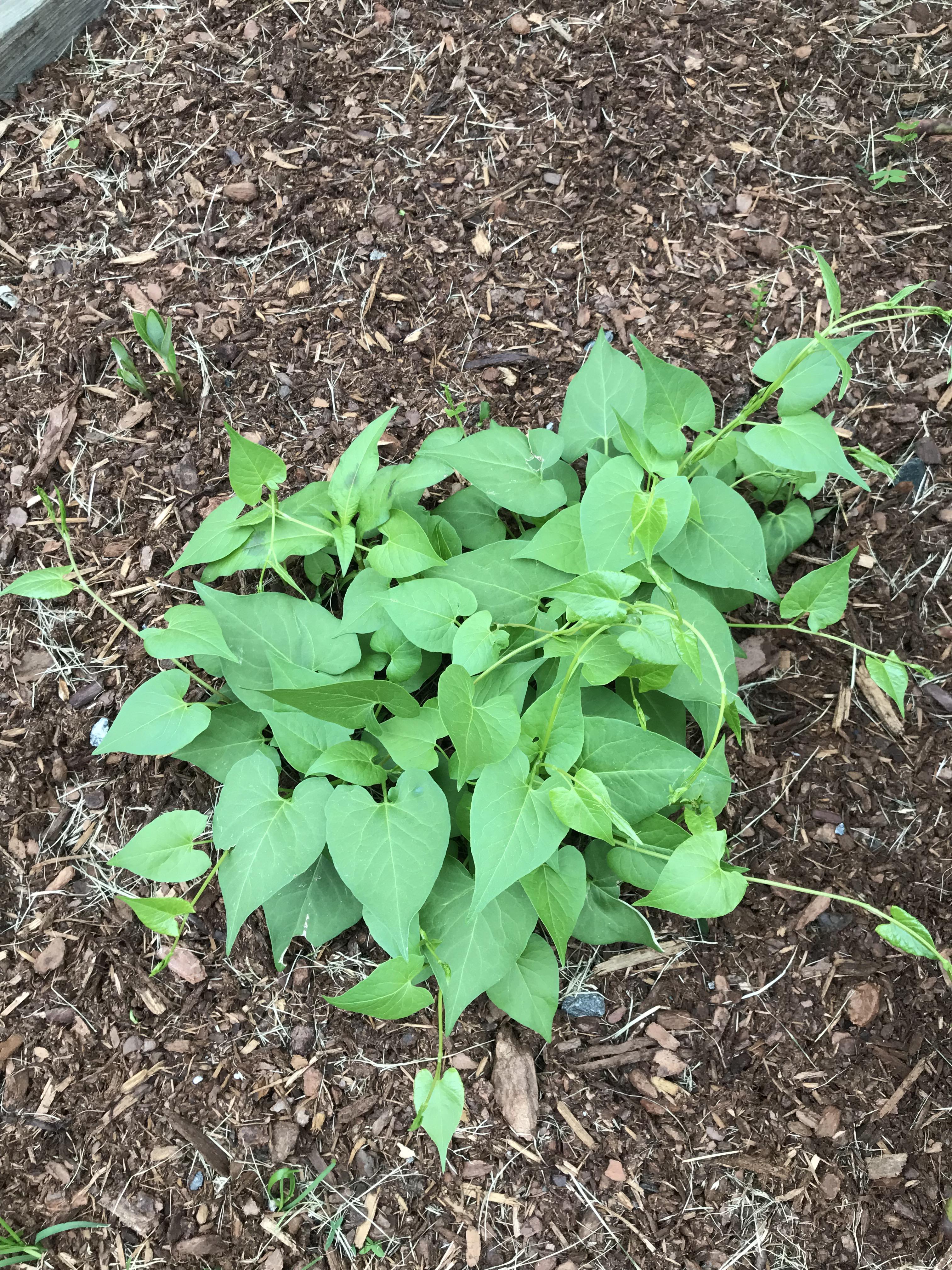 Zone 5A Looks like something intentionally planted but I don’t