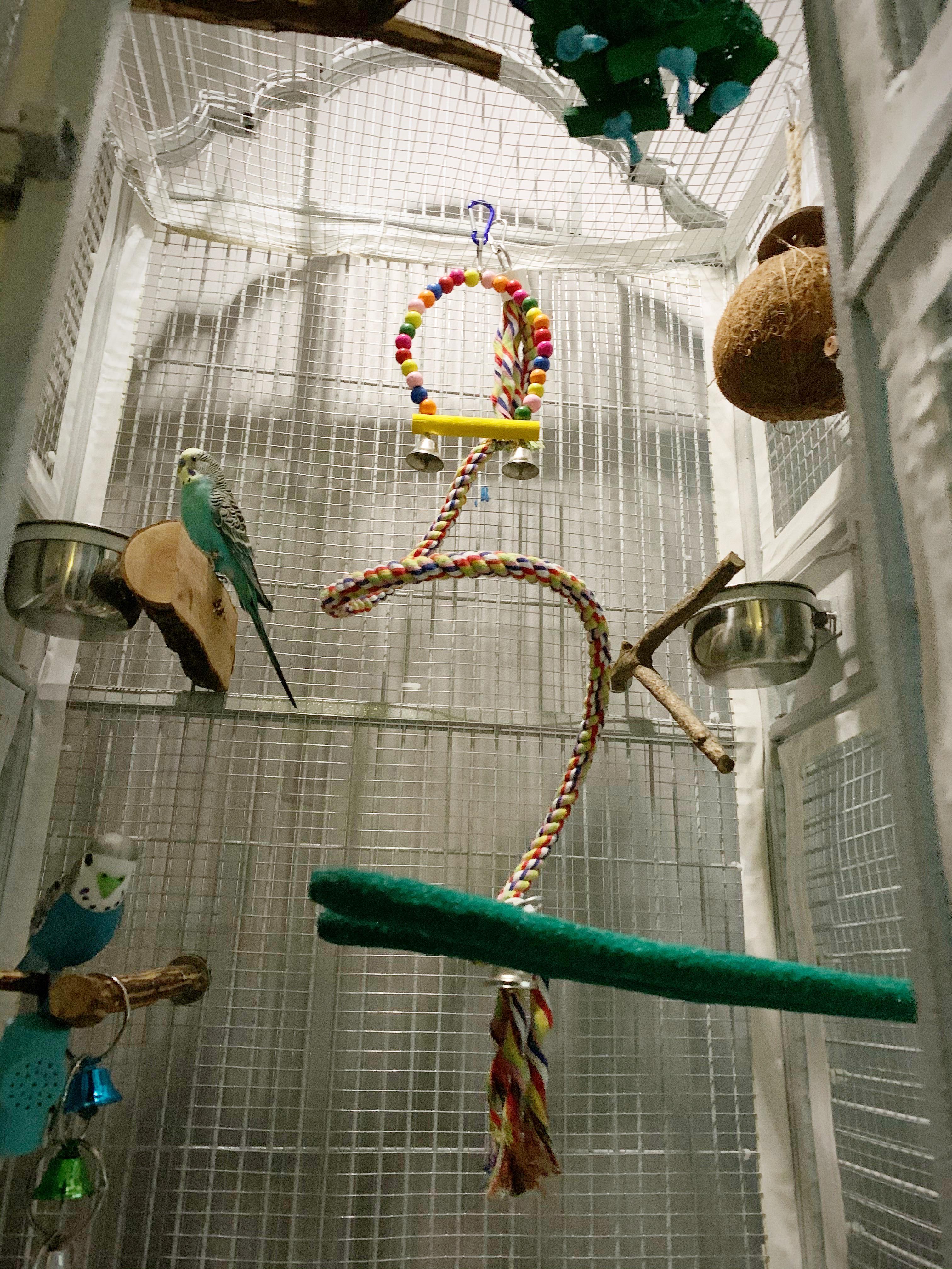 Cage Setup Checkin (Advice/Tips?) r/Parakeets