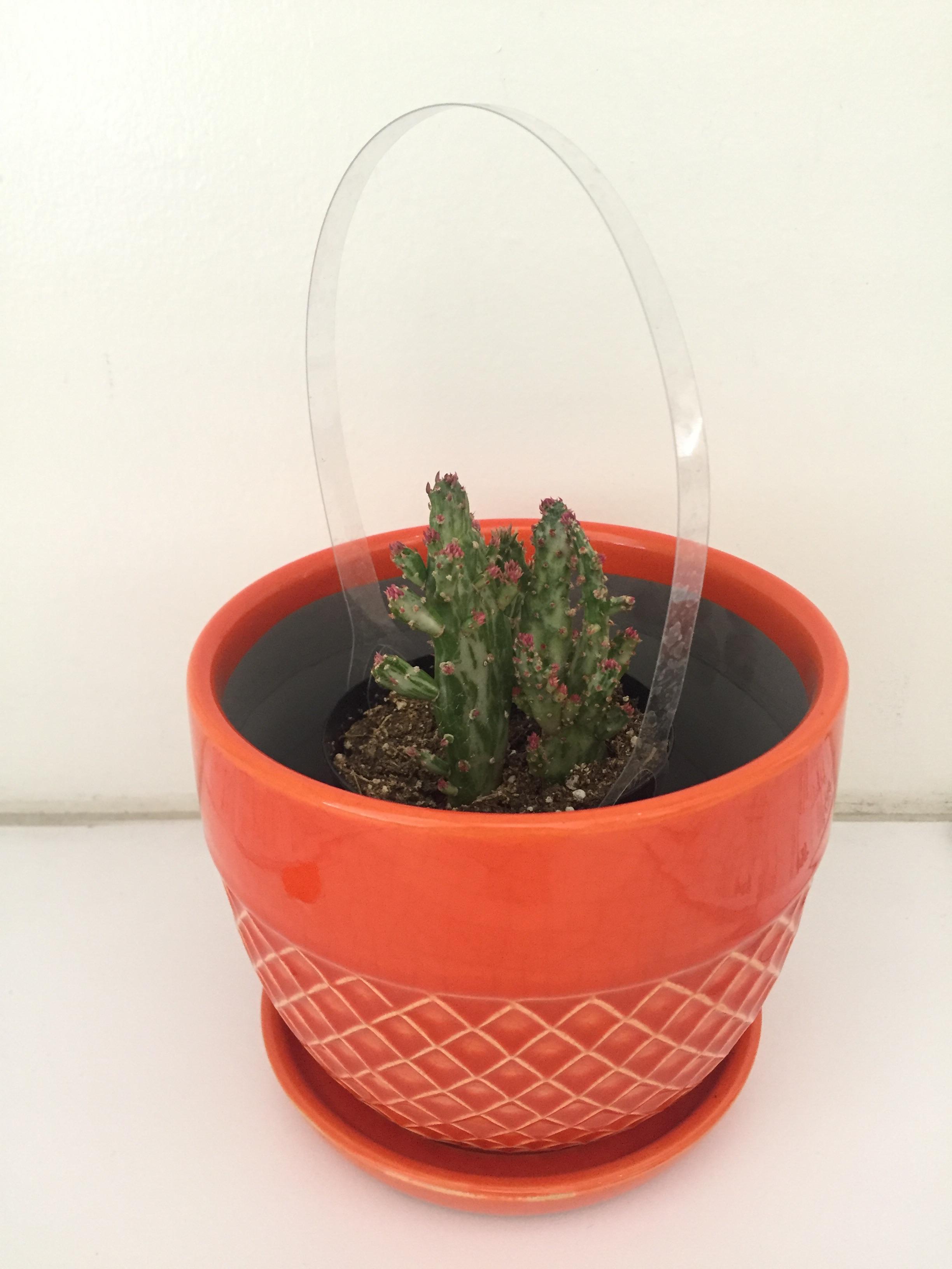 Just picked up this guy and this orange pot from Home Depot! An Opuntia