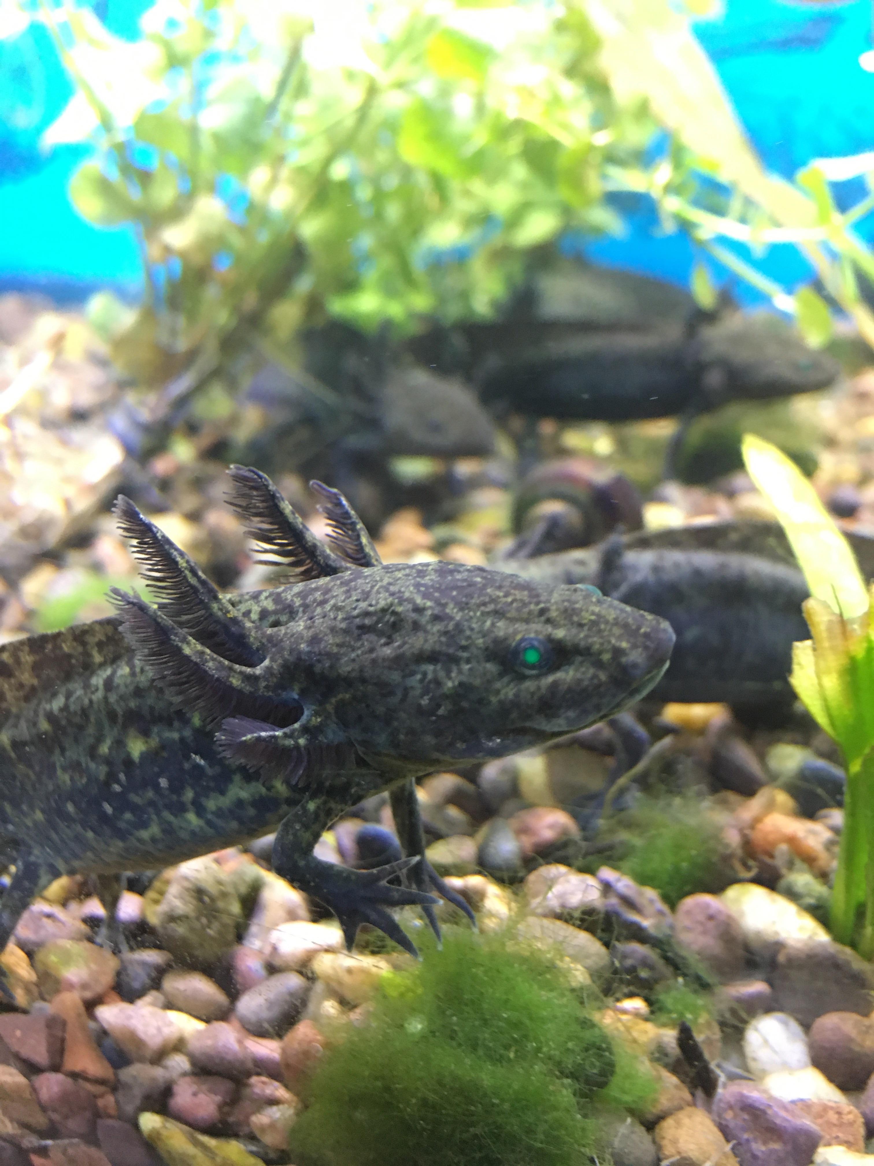 A greeneyed axolotl at LFS! r/Aquariums