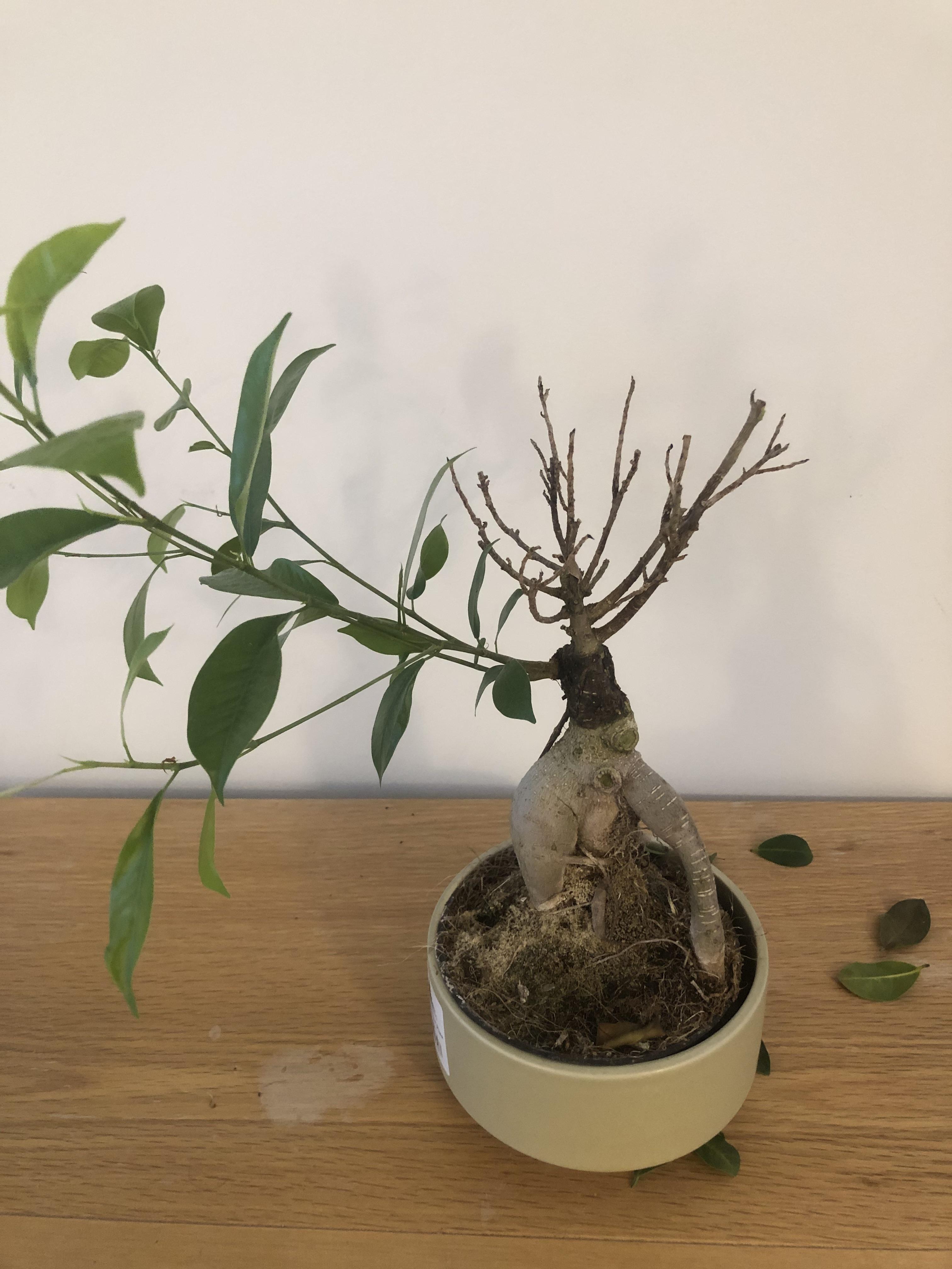 My ginseng ficus Has lost its leaves on 3 occasions. Any advice on