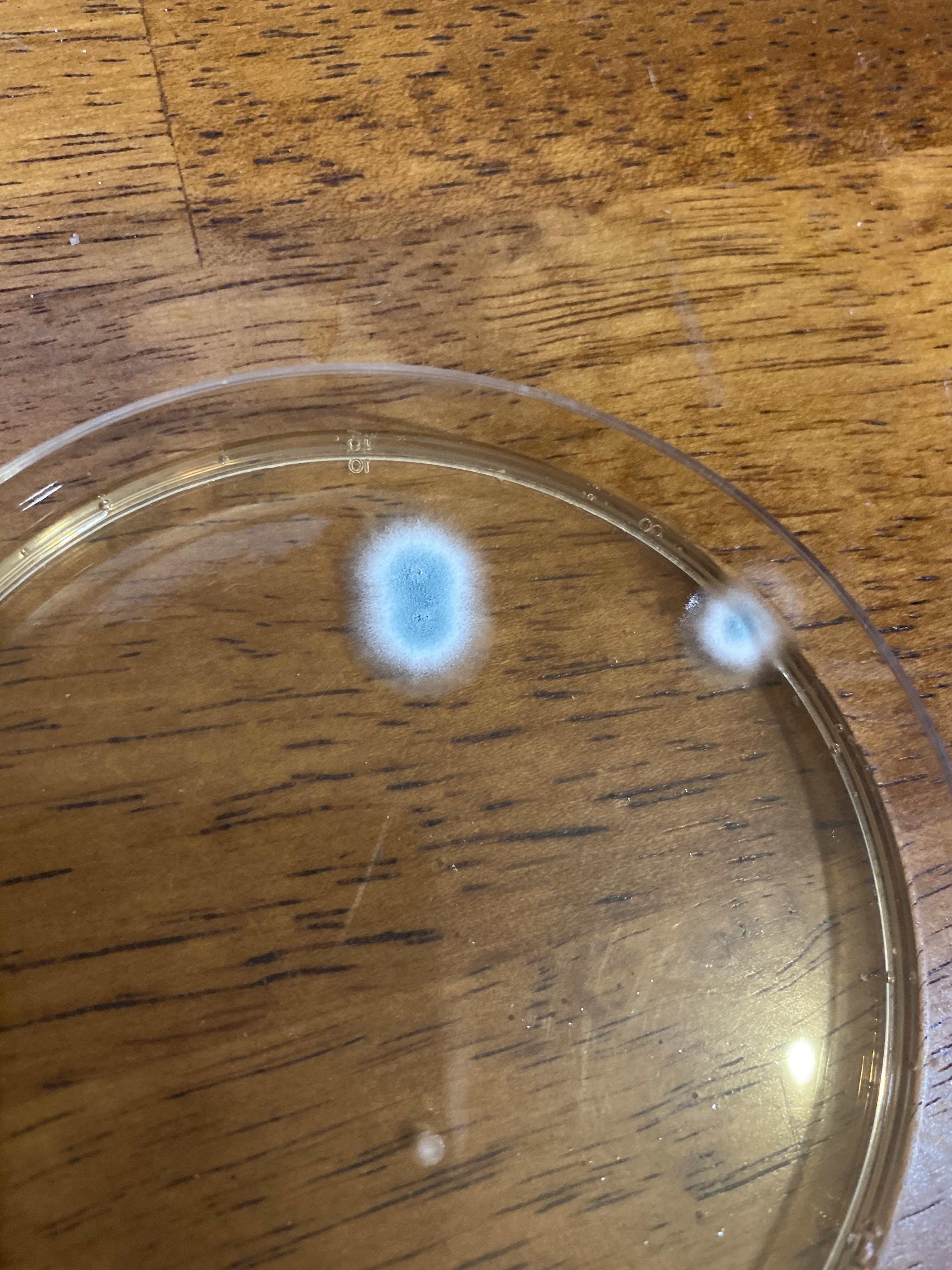 Is mold identifiable by picture? Did a mold test in my house and this