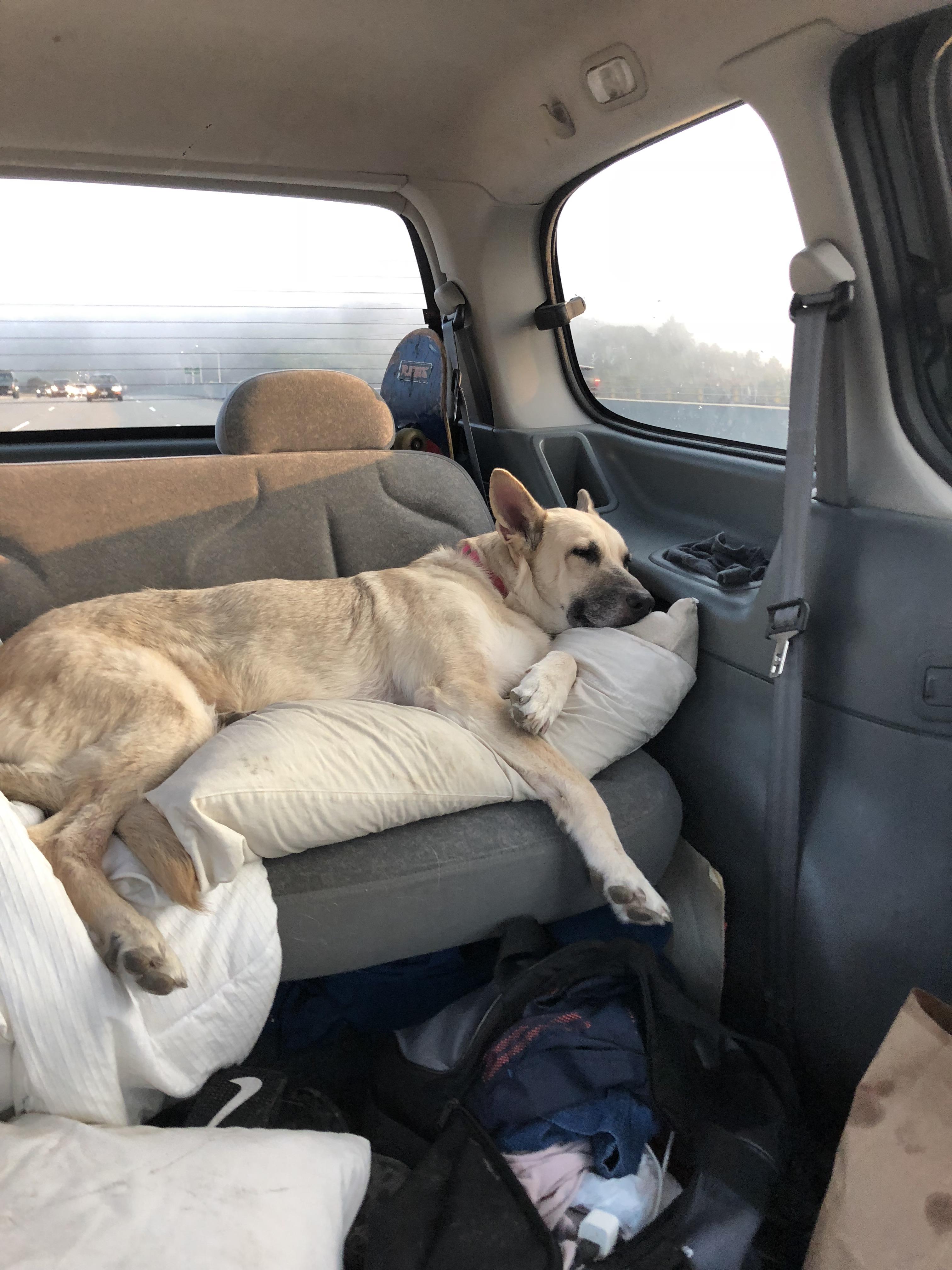 On a long road trip r/aww