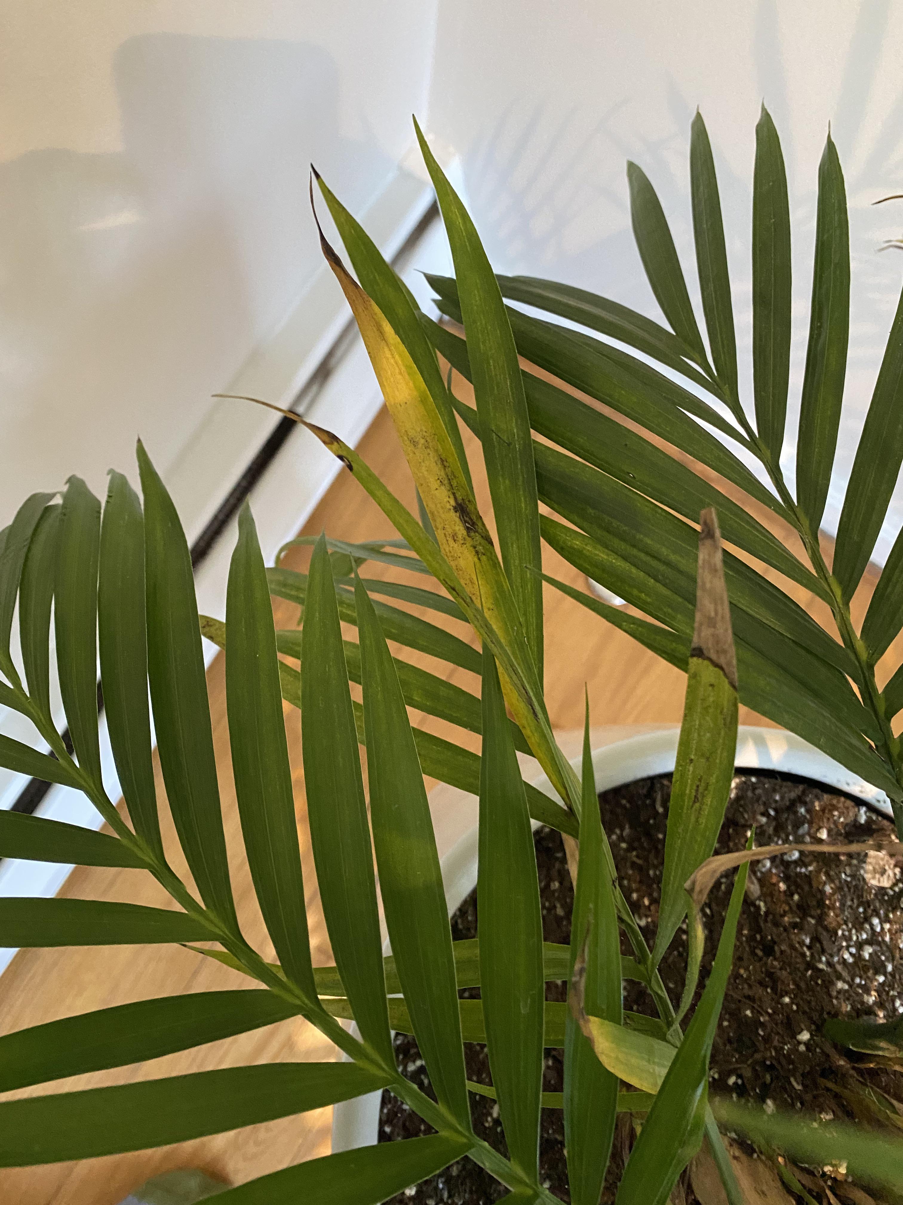 Cat palm yellowing and browning at same time r/plantclinic