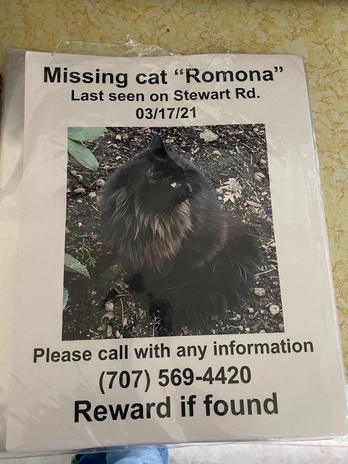 Missing Cat Reward if found! r/Eugene