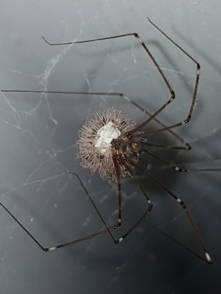 Look at these beautiful spider babies! spiders