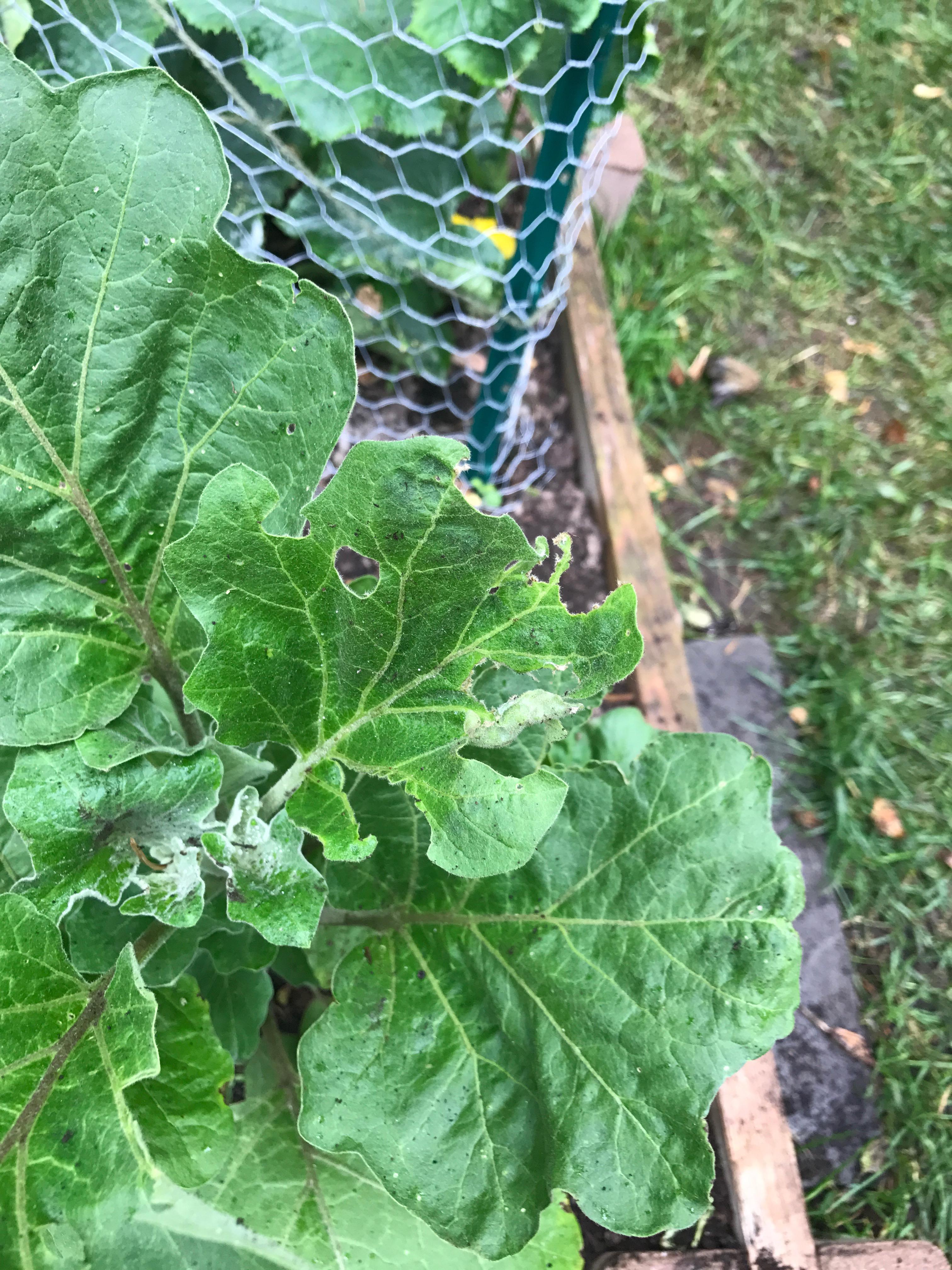 What is attacking my eggplant leaves? r/gardening
