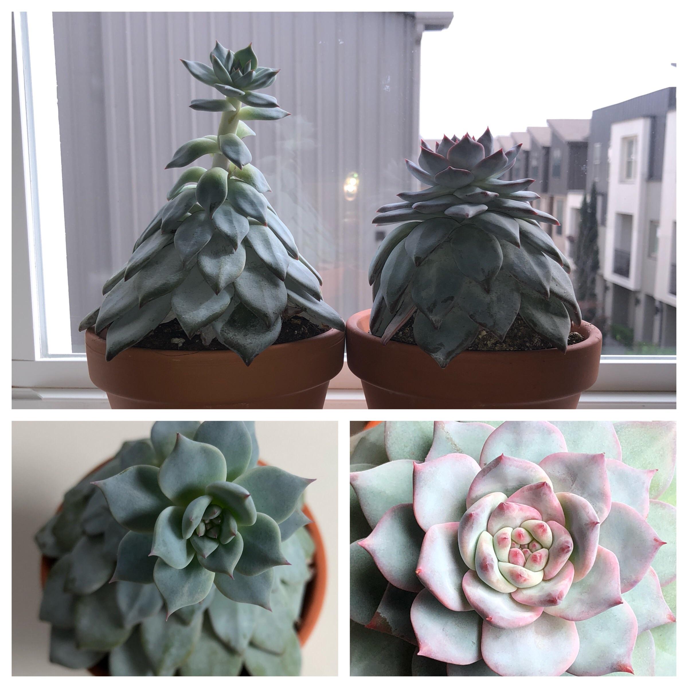 A PSA regarding grow lights a pair of plants purchased in November
