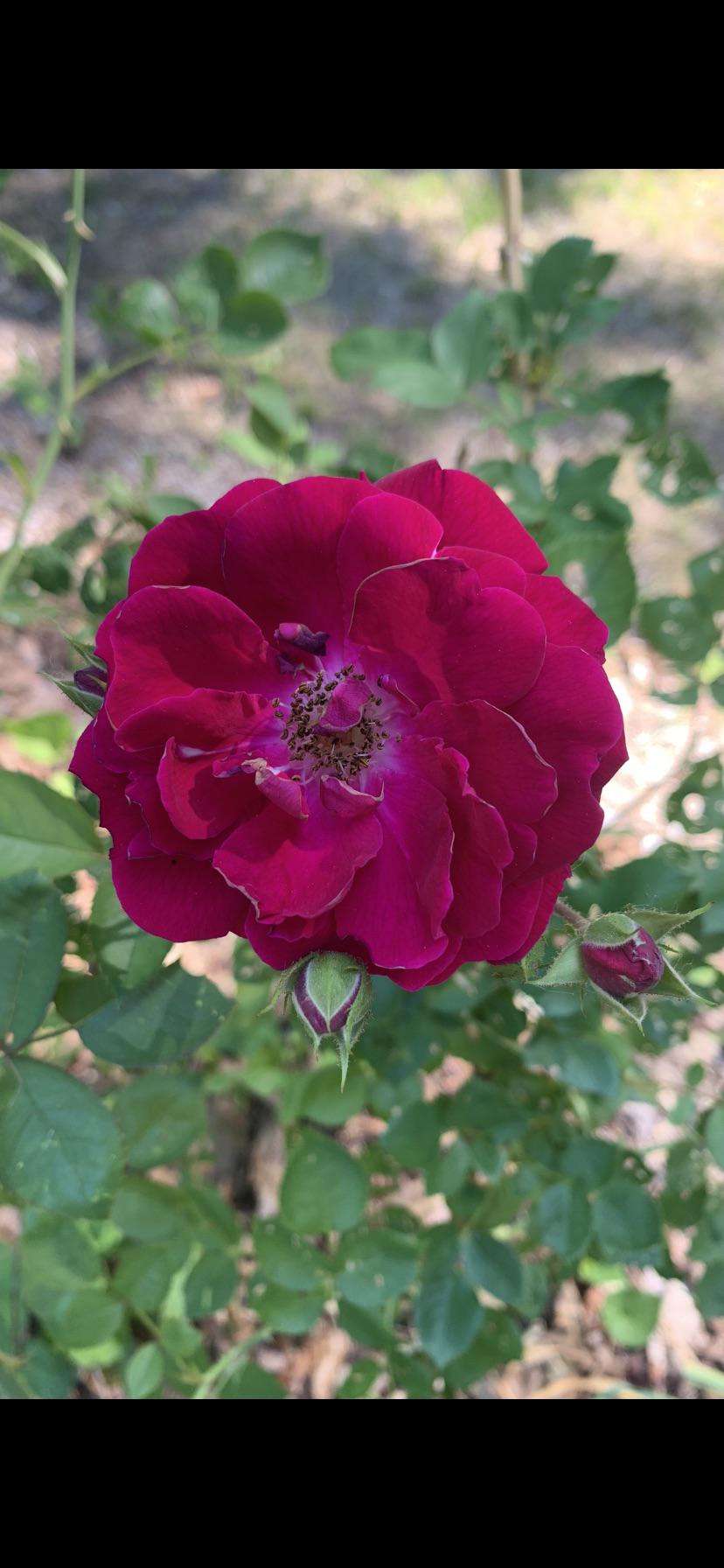 Does anyone know what type of Rose this is? More in comments r/vermont