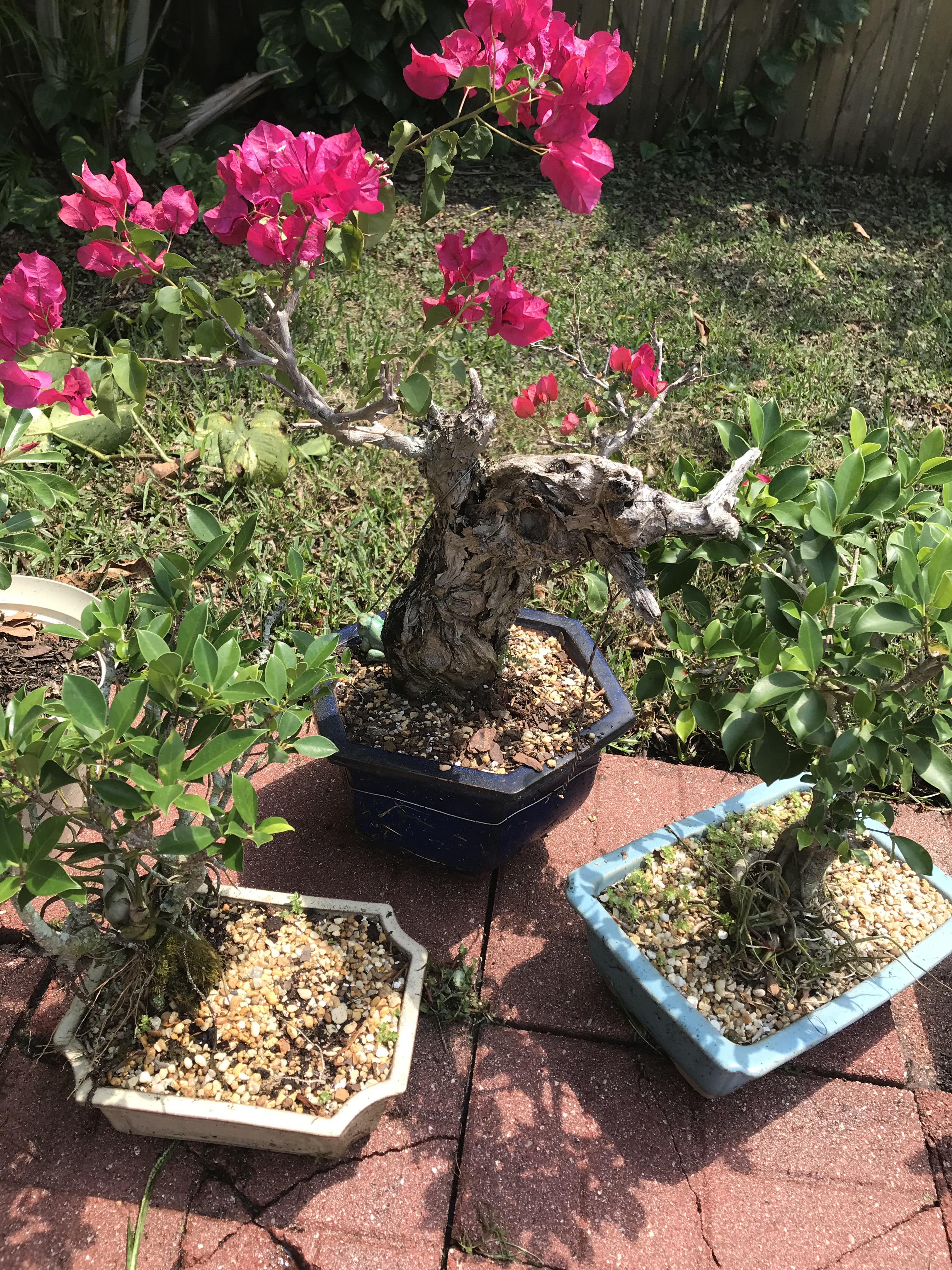 MIL 20+ year old bonsai is enjoying spring r/gardening