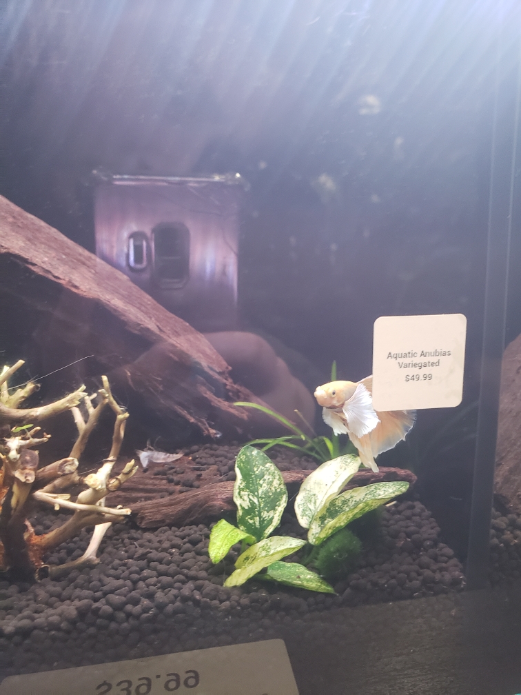 This year's reminder to buy from local stores that treat their animals