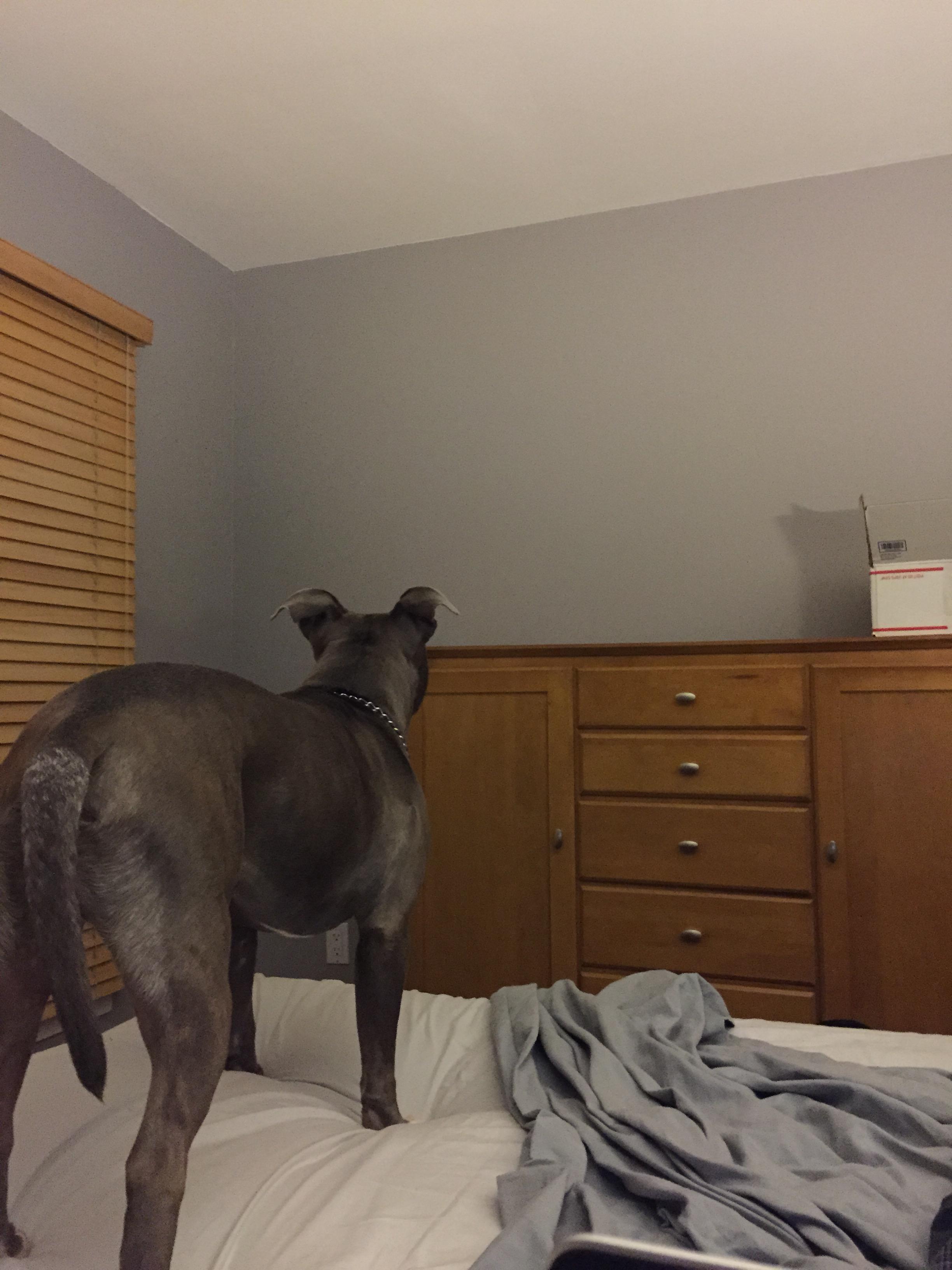 What do you do when your dog just wakes up and suddenly starts barking at something... I think